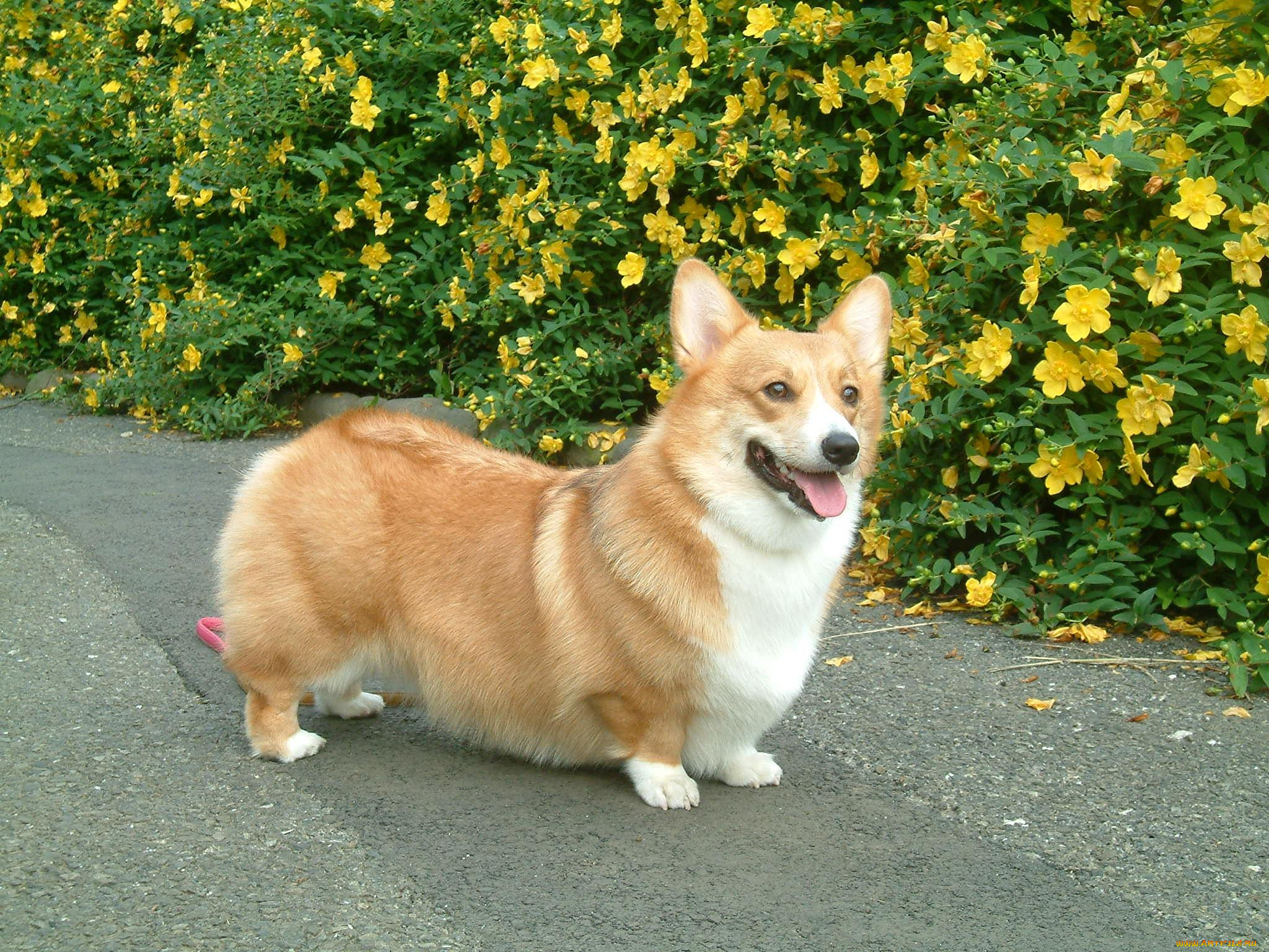 животные, собаки, вельш, корги, кардиган