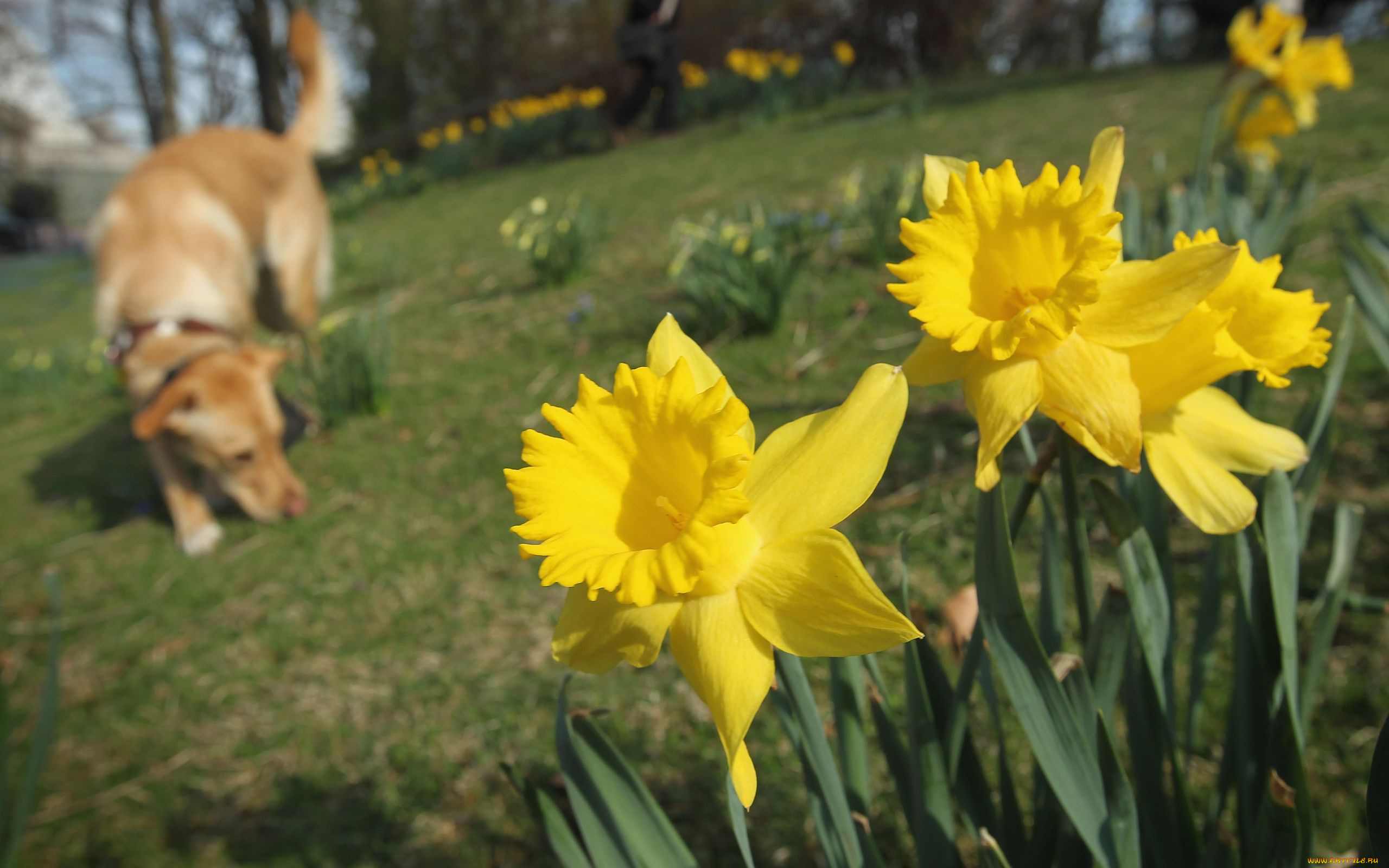 цветы, нарциссы, желтый