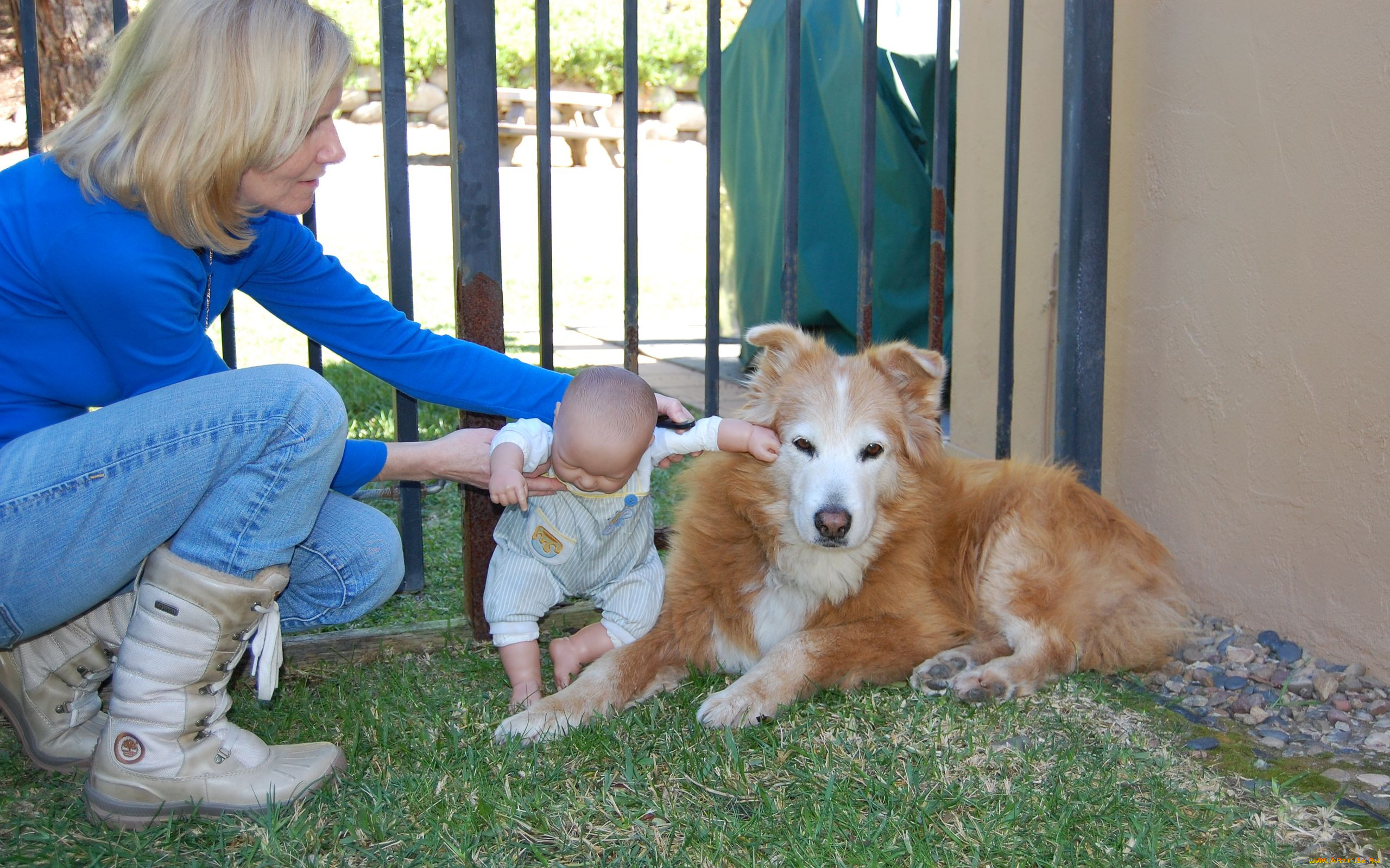 животные, собаки, пес