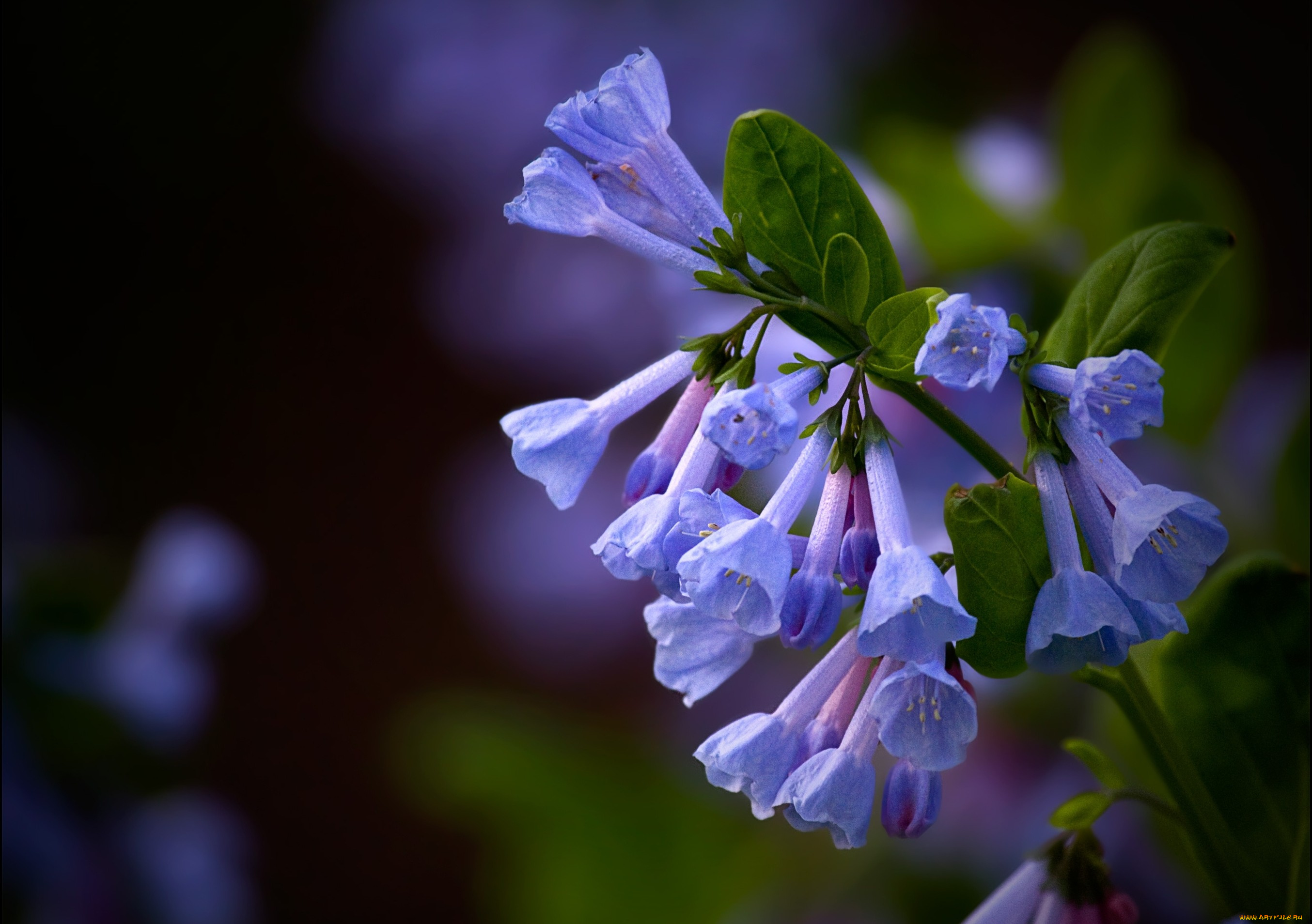 цветы, луговые, полевые, синий, голубой