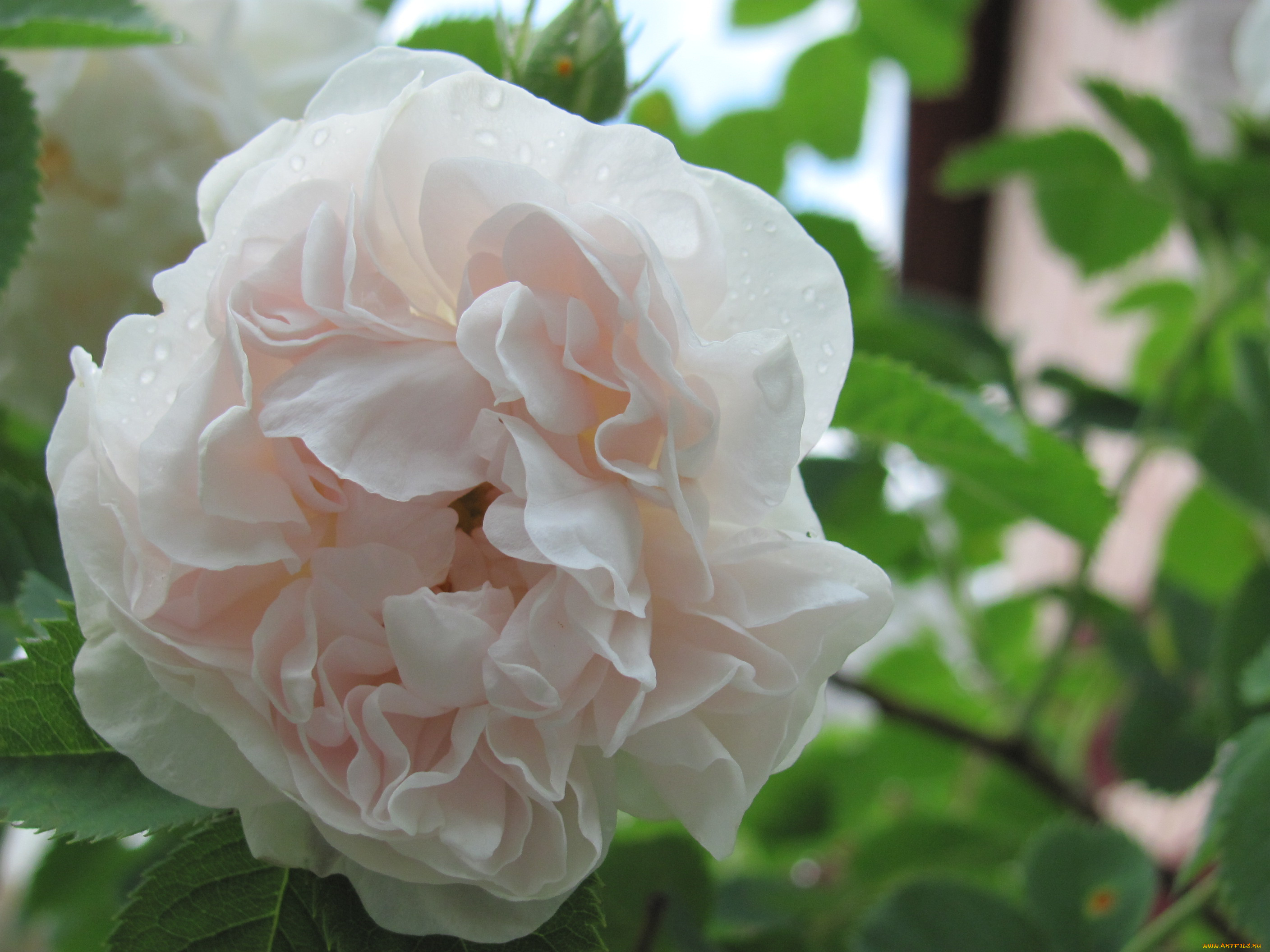 цветы, розы, кремовый, цветок