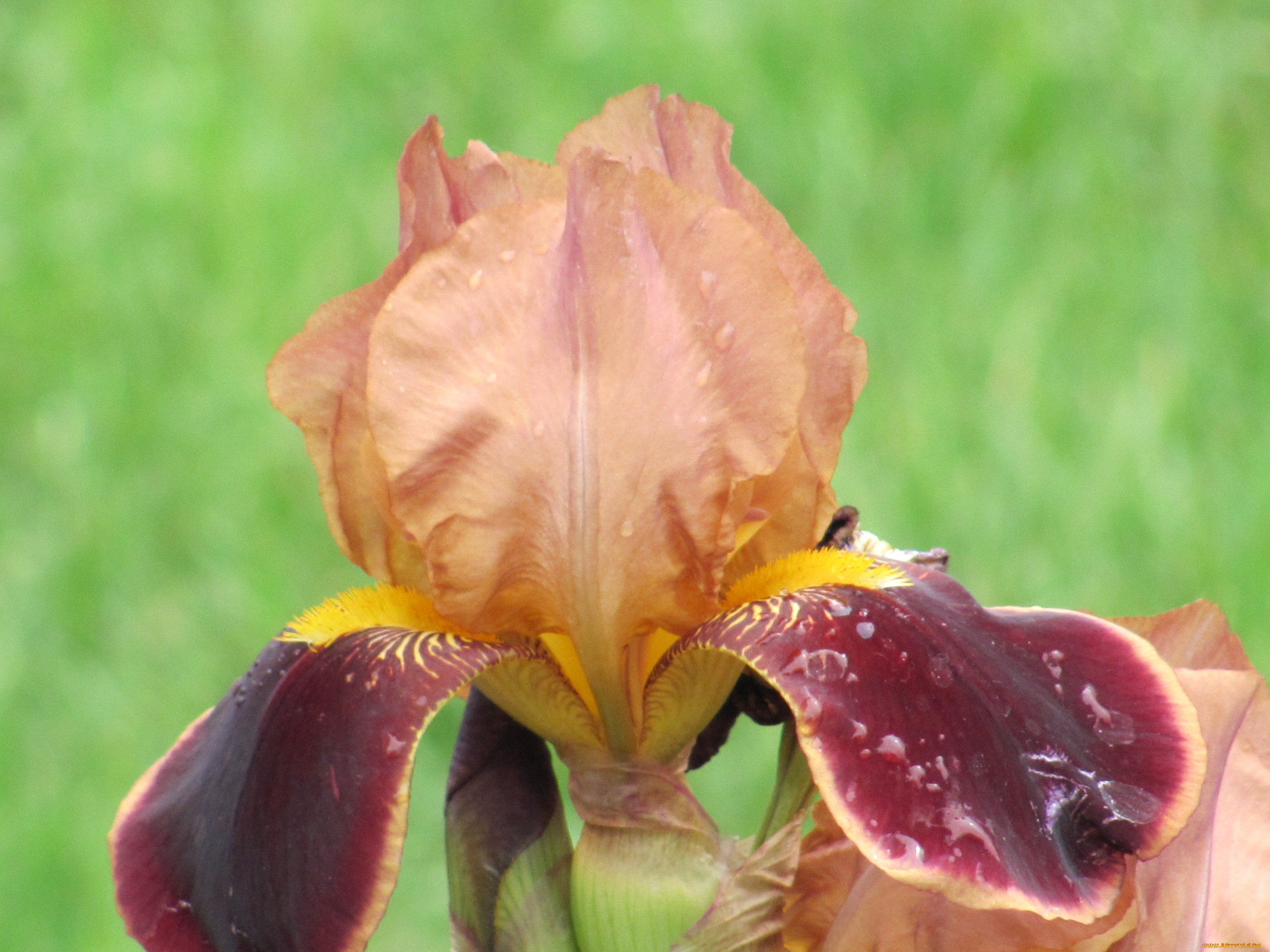 ирис, цветы, ирисы, капли, дождя, разноцветный