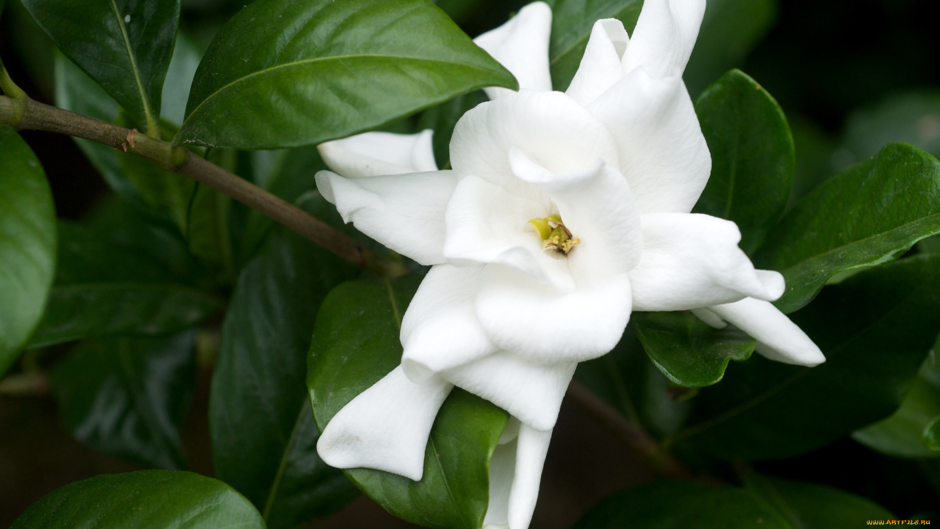 цветы, гардения, белый, лепестки, ветка
