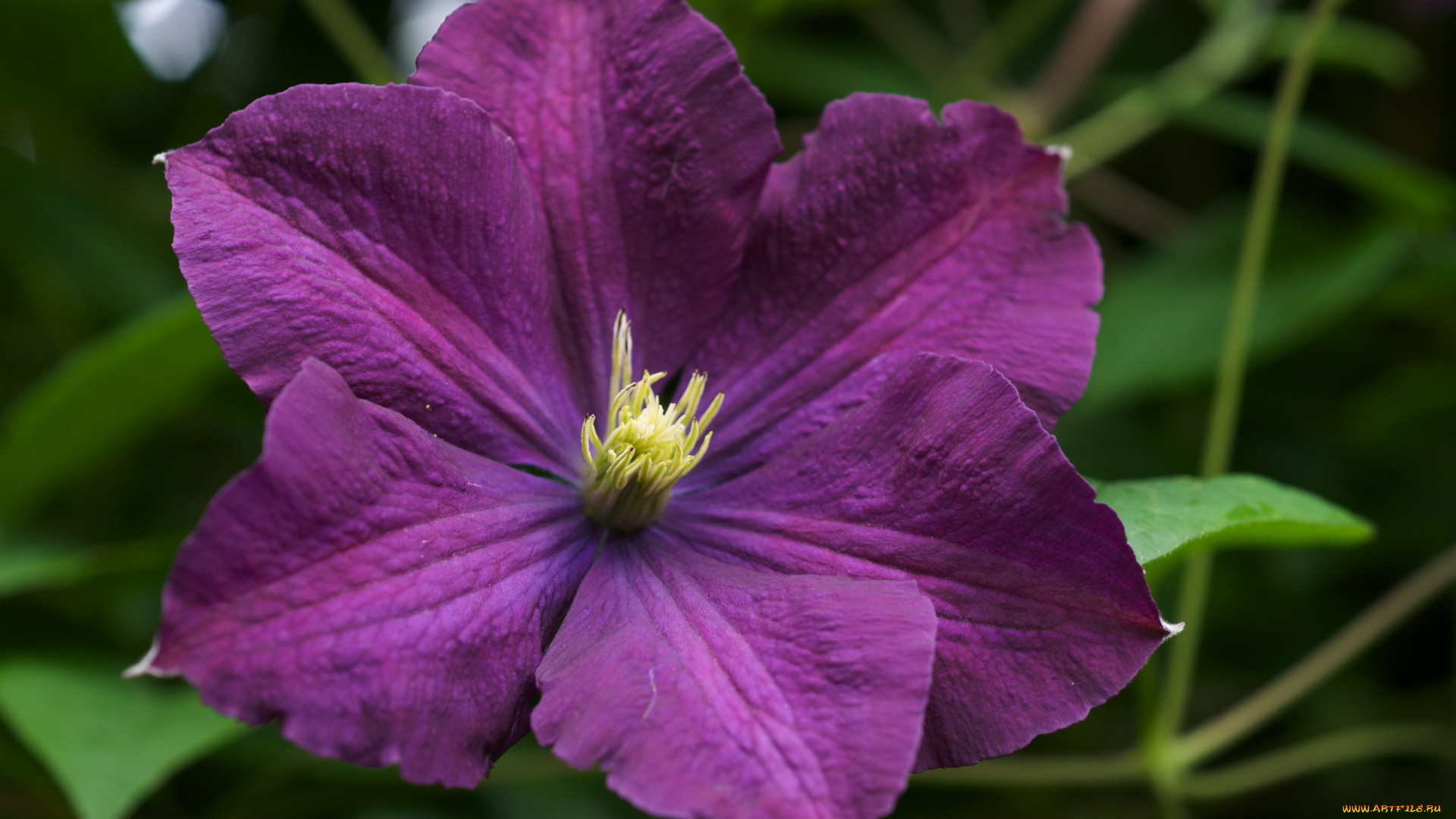 цветы, клематис, ломонос, фиолетовый, лепестки