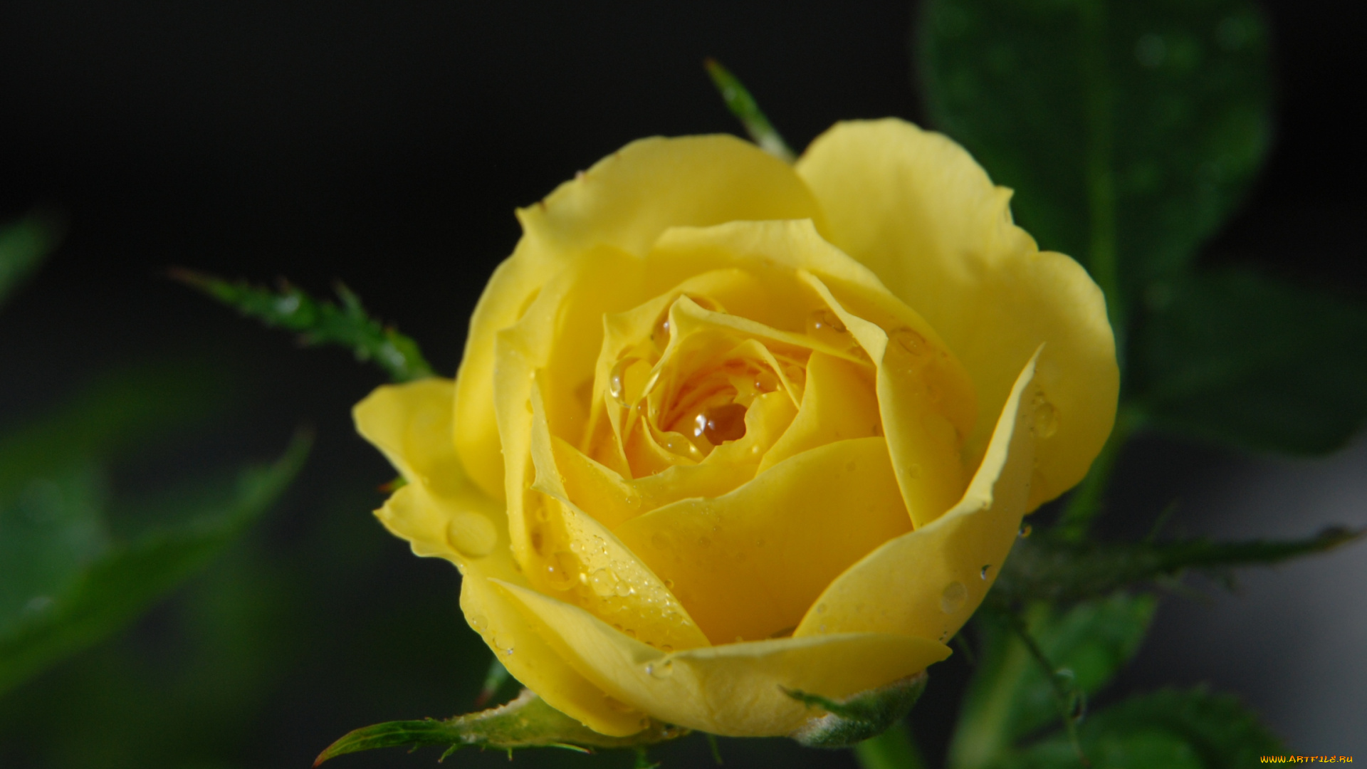 цветы, розы, лепестки, желтый, капли