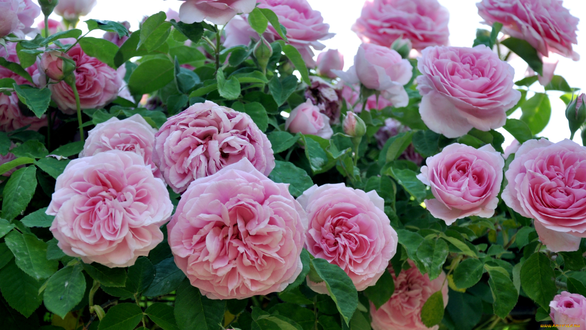 цветы, розы, много, розовый