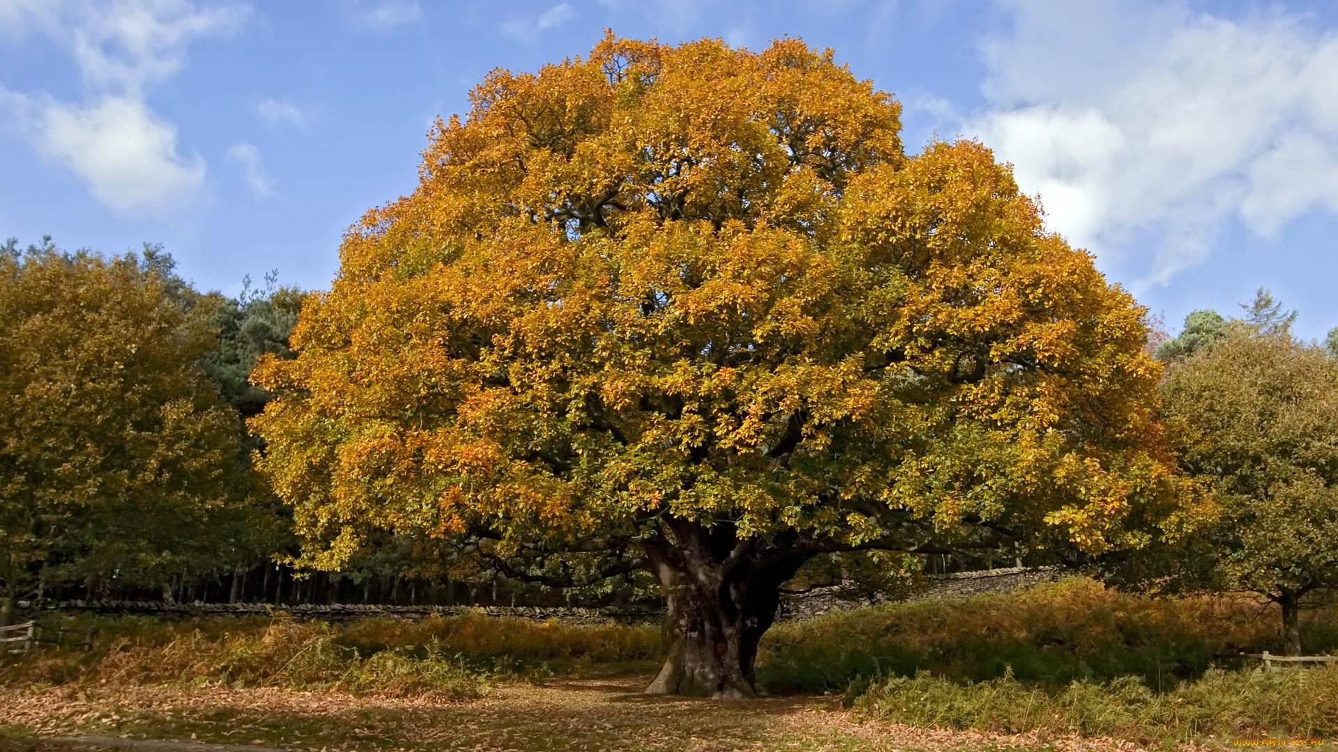 природа, деревья, дерево, листва, осень