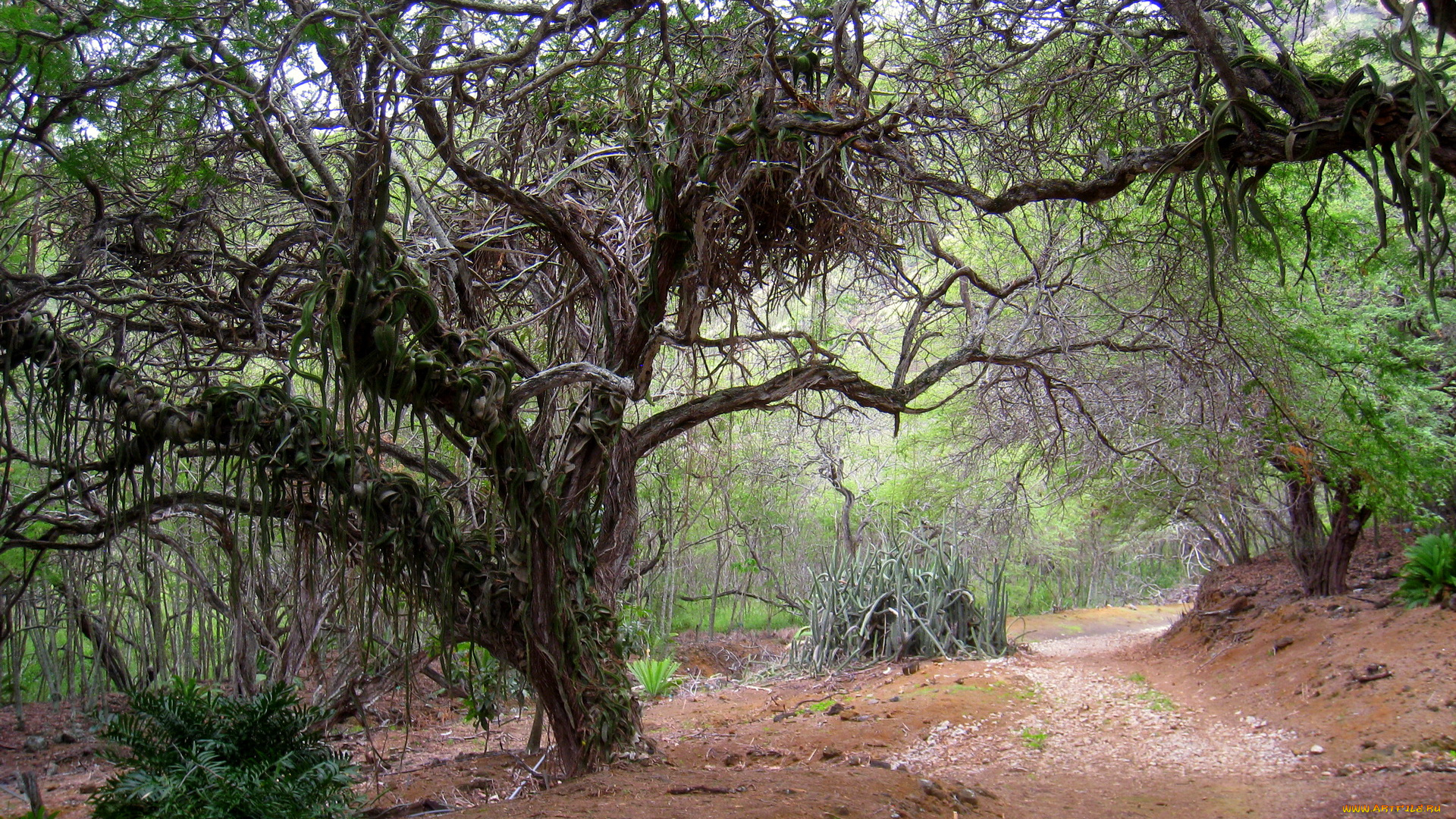 природа, деревья, дорога