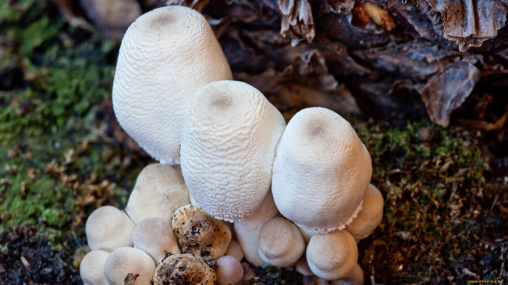 природа, грибы, листва, земля, шампиньоны