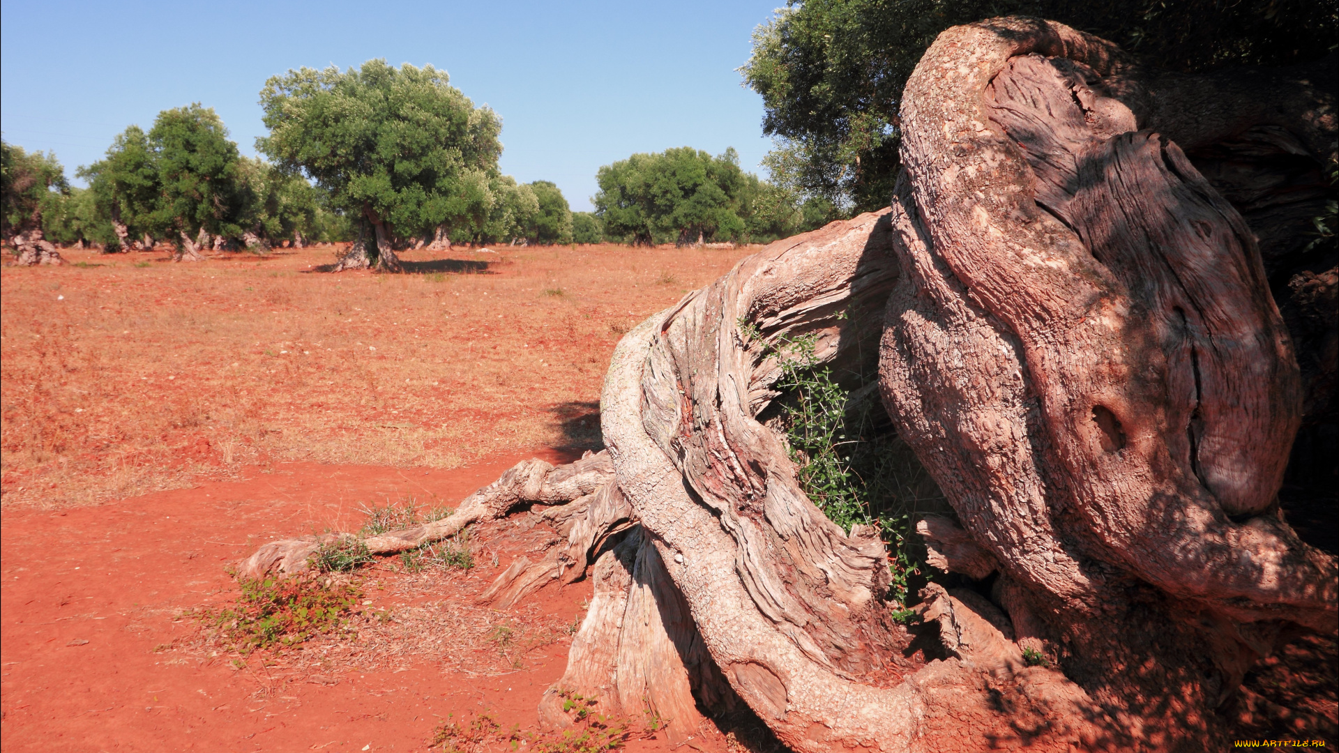 salento, rosso, природа, другое, стволы, корни, красная, деревья, почва