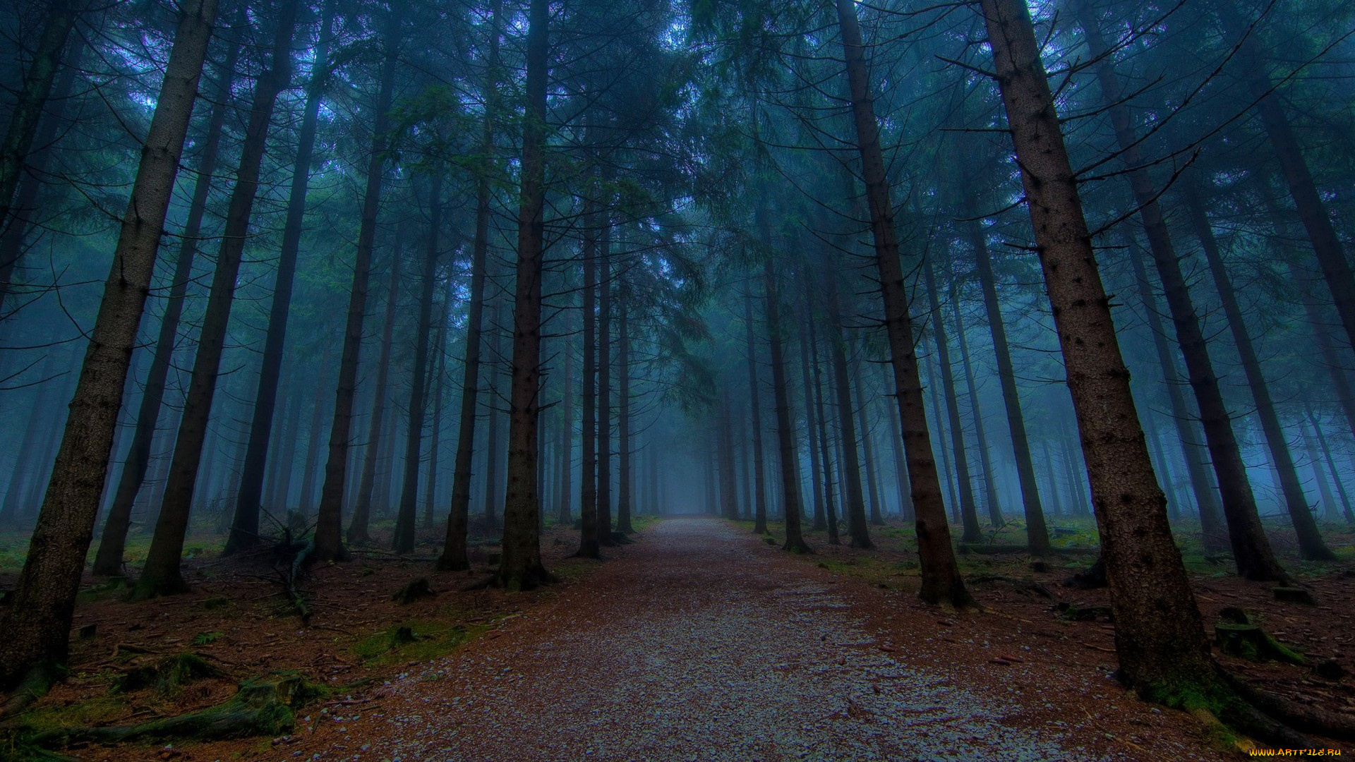 the, path, природа, дороги, лес, сумерки, стволы, дорожка