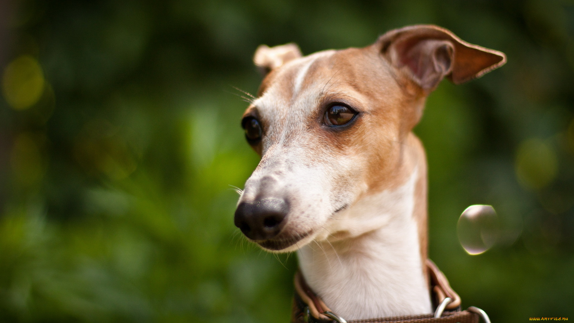 животные, собаки, собака, взгляд, фон