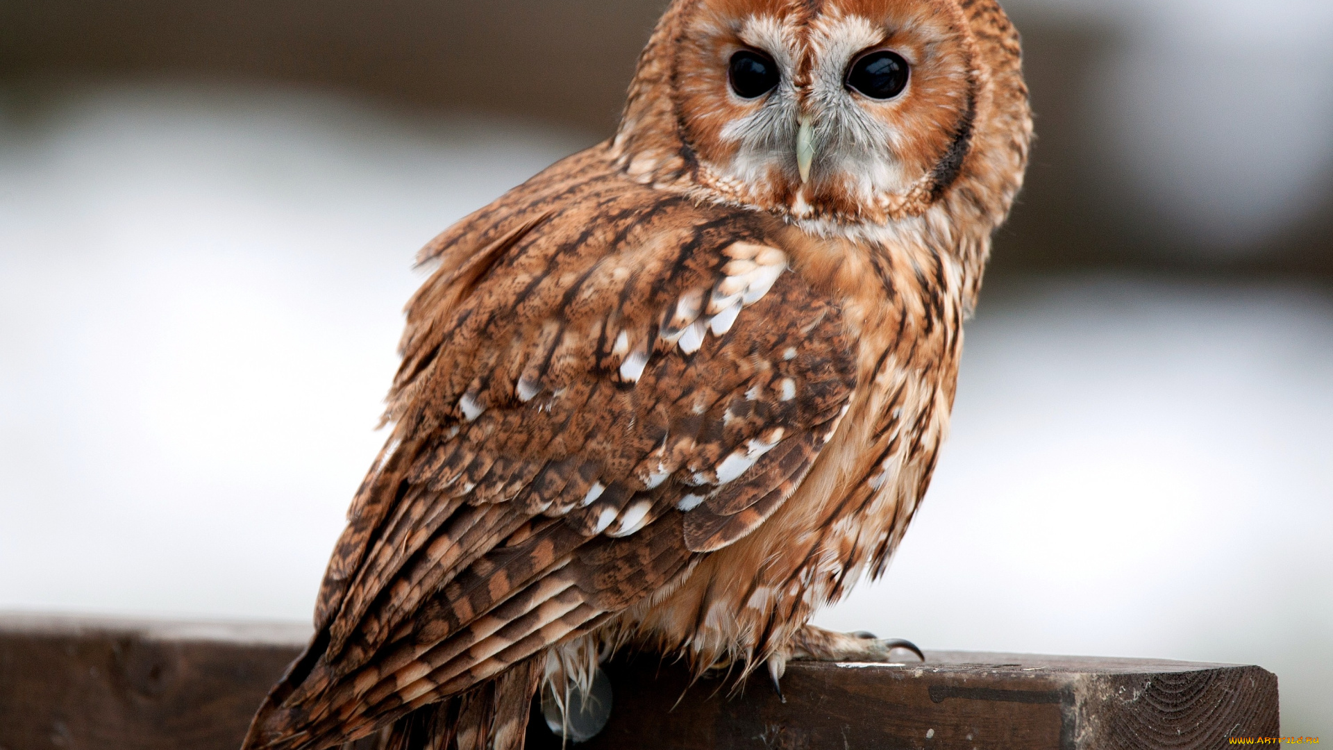 животные, совы, перья, взгляд