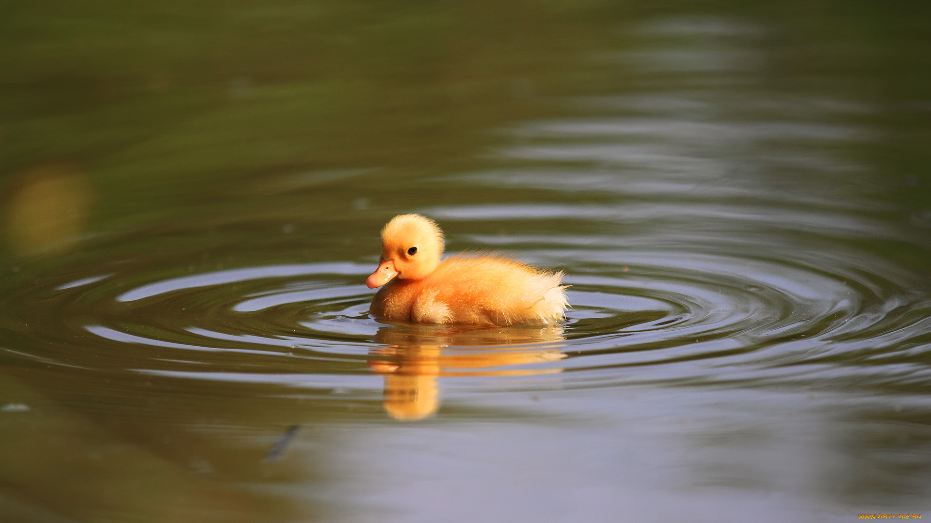 животные, утки, утенок, вода
