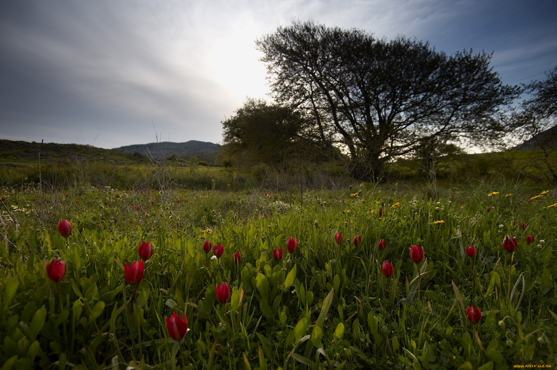природа, луга, деревья, луг, цветы, трава