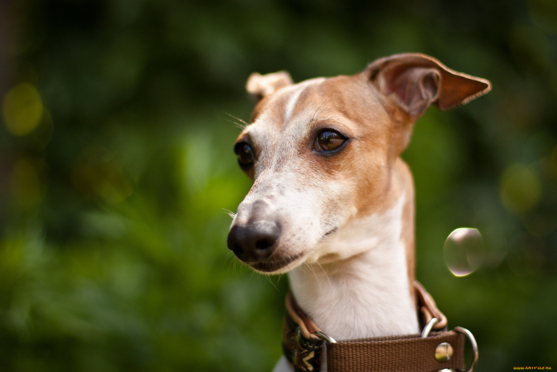 животные, собаки, собака, взгляд, фон
