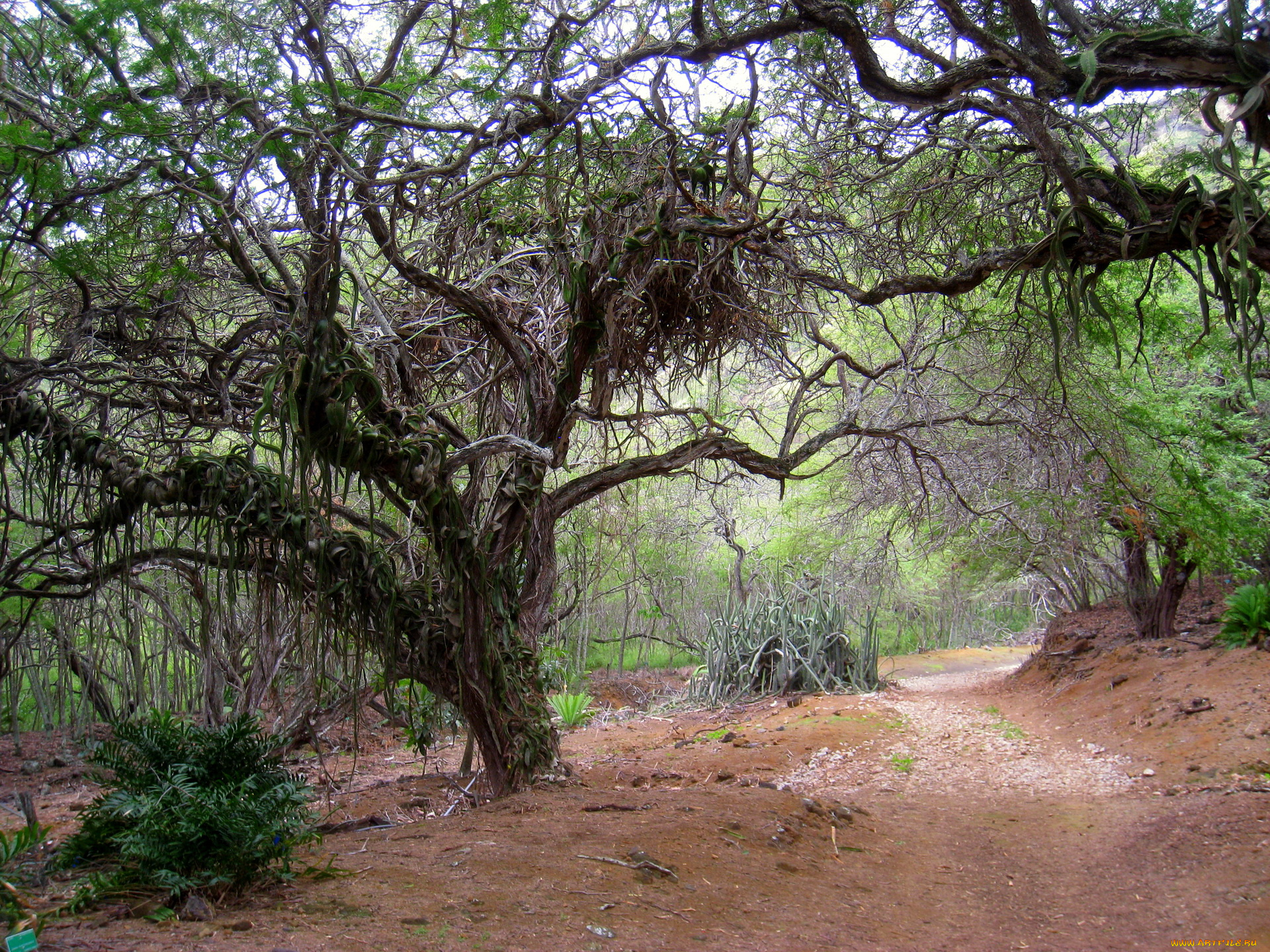 природа, деревья, дорога