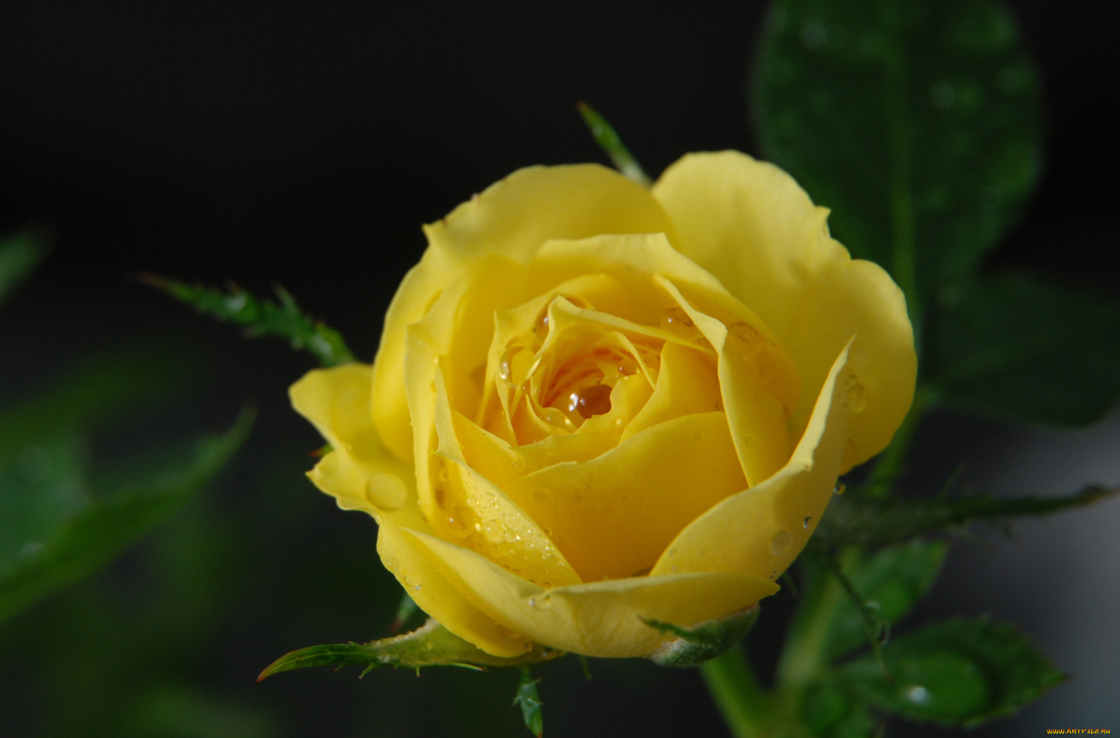 цветы, розы, лепестки, желтый, капли