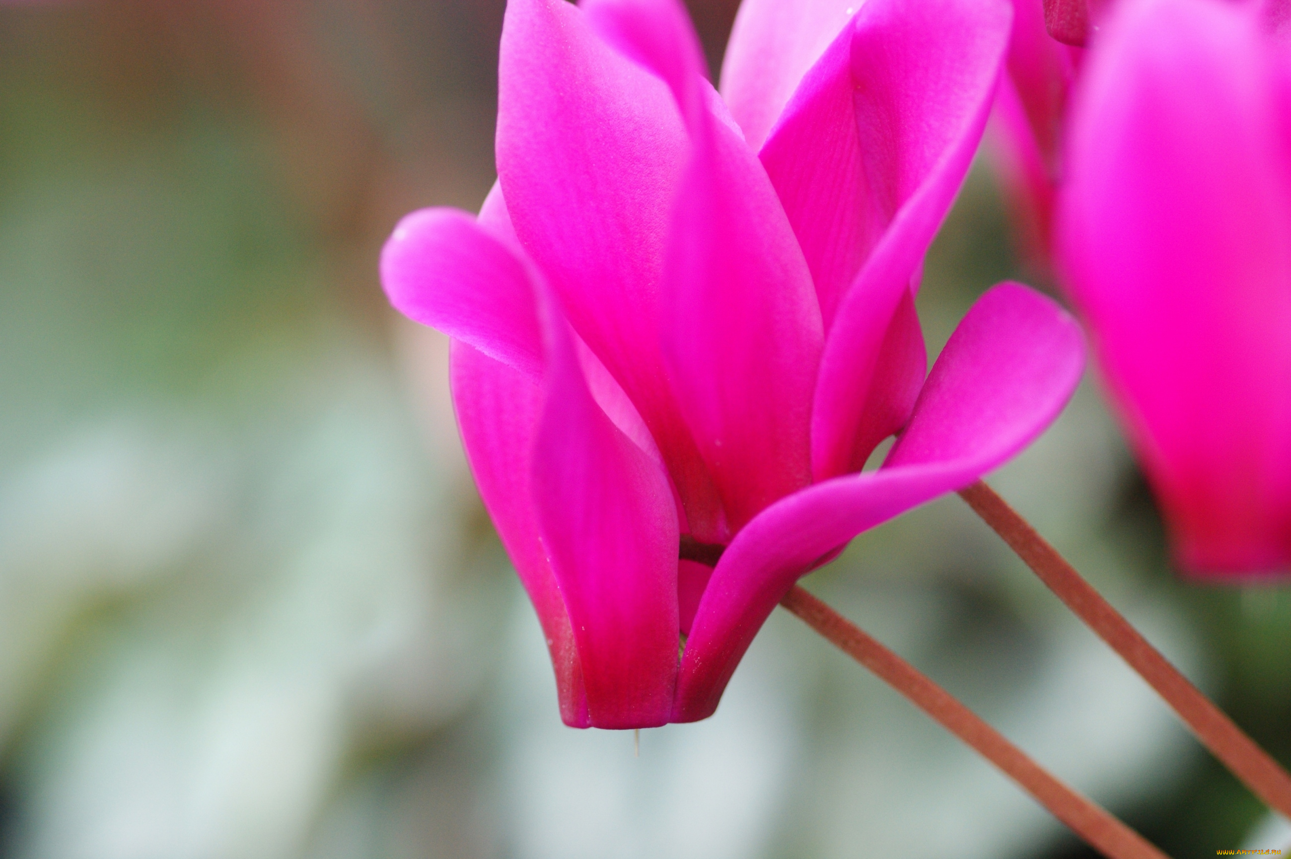 цветы, цикламены, розовый, яркий