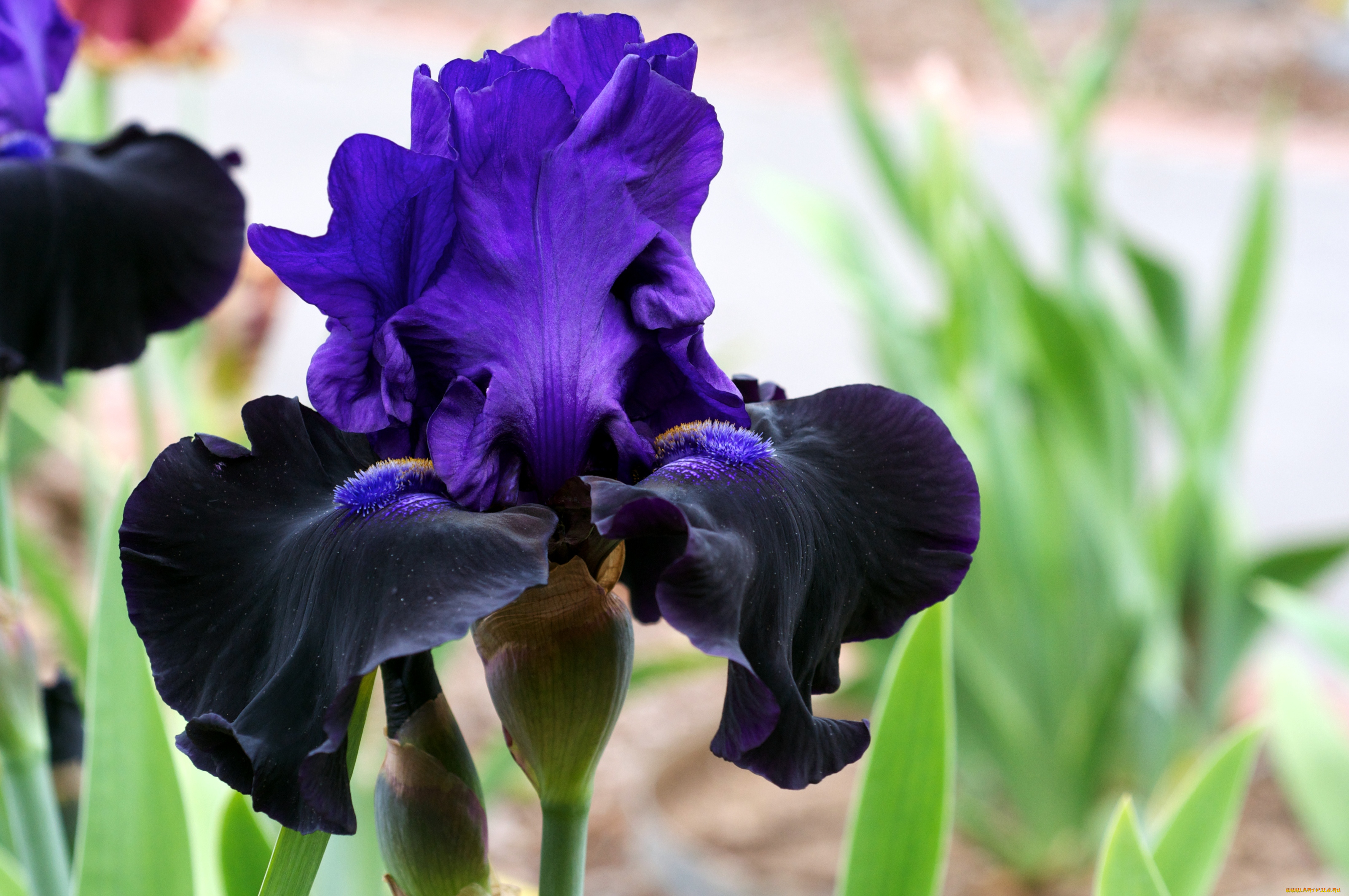цветы, ирисы, фиолетовый