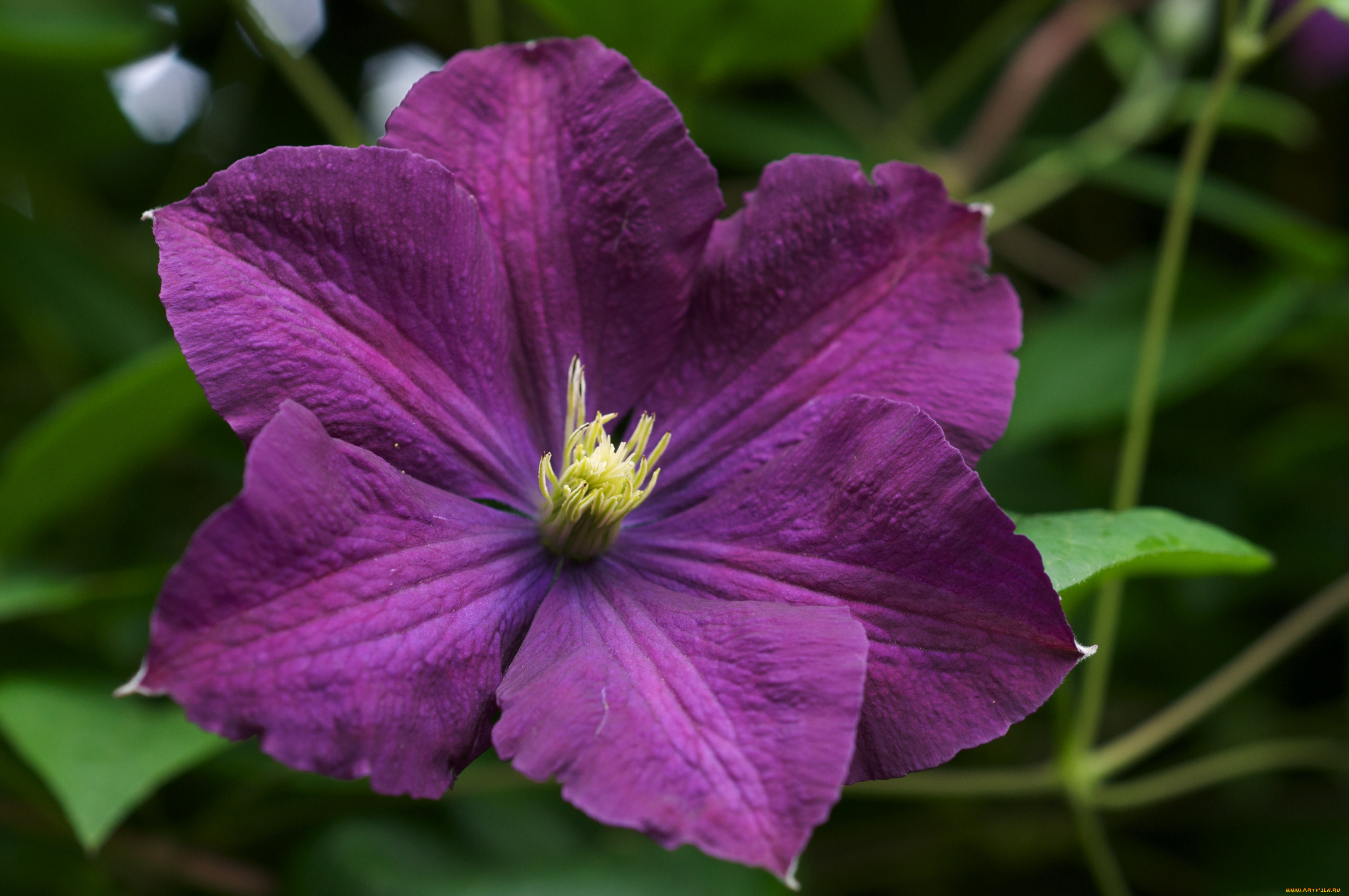 цветы, клематис, ломонос, фиолетовый, лепестки
