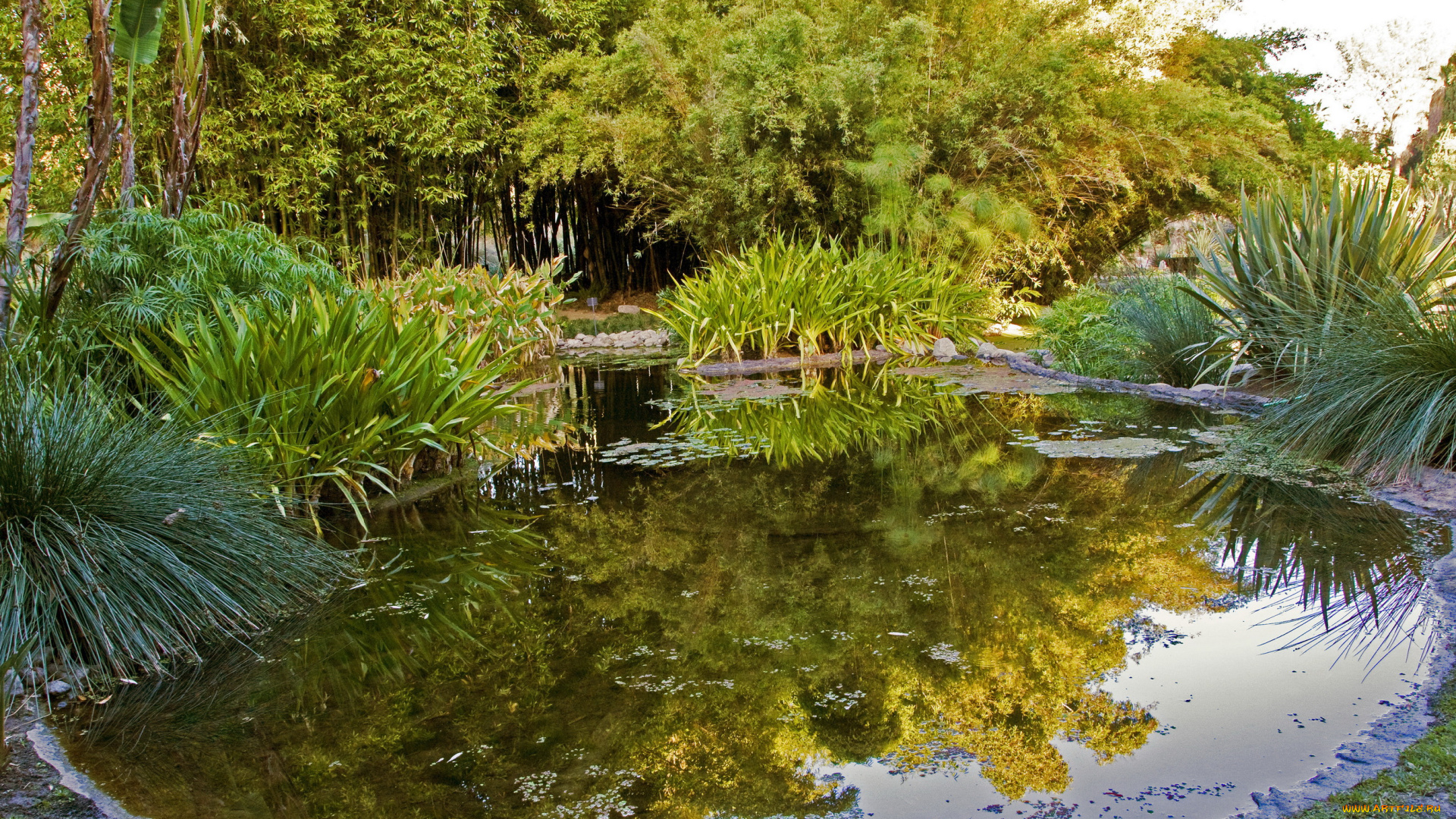 botanical, garden, san, marino, california, природа, парк, водоем, растения