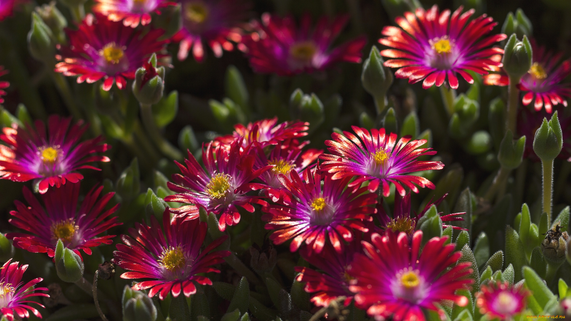 цветы, аизовые, бордовый, много
