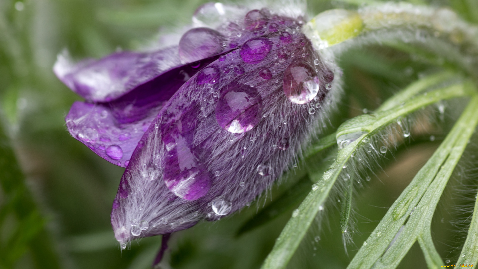 цветы, анемоны, адонисы, макро, сон-трава, капли, бутон