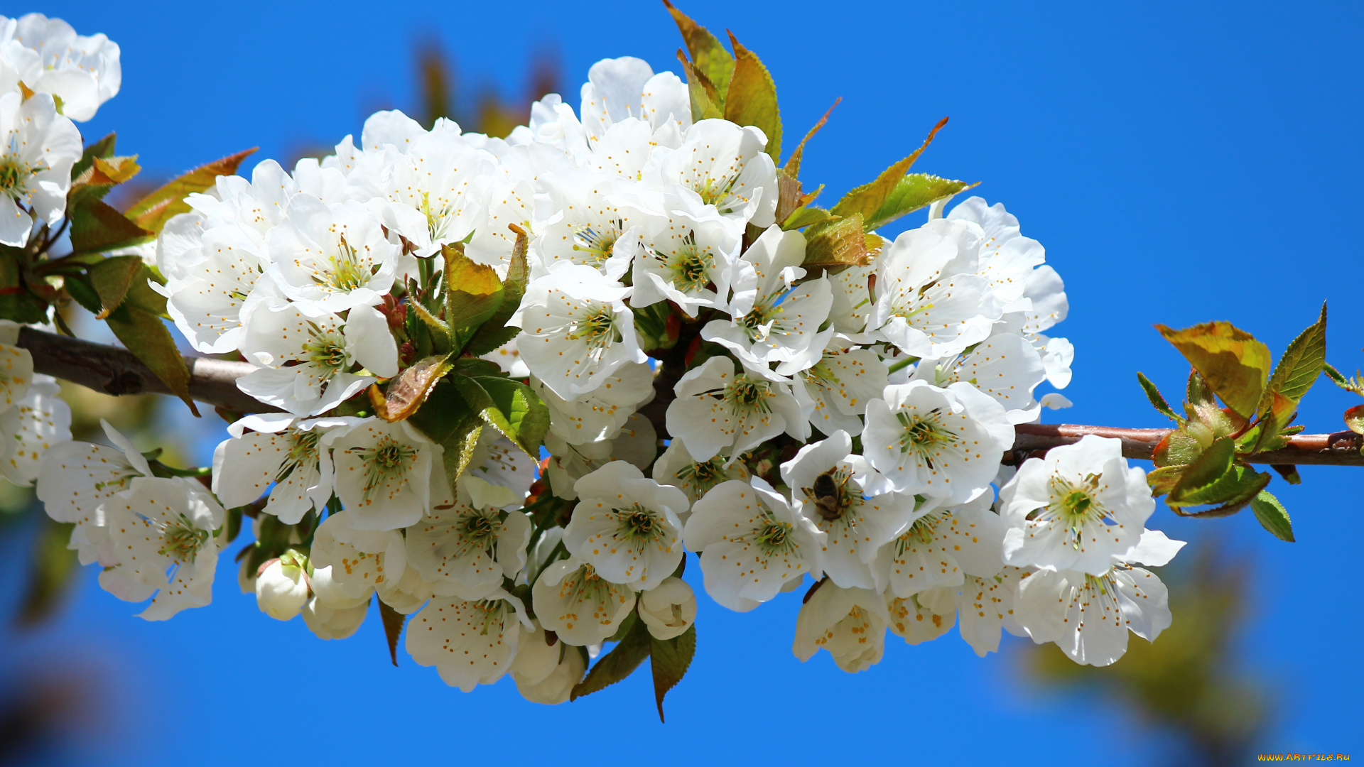 цветы, цветущие, деревья, кустарники, дерево, ветка