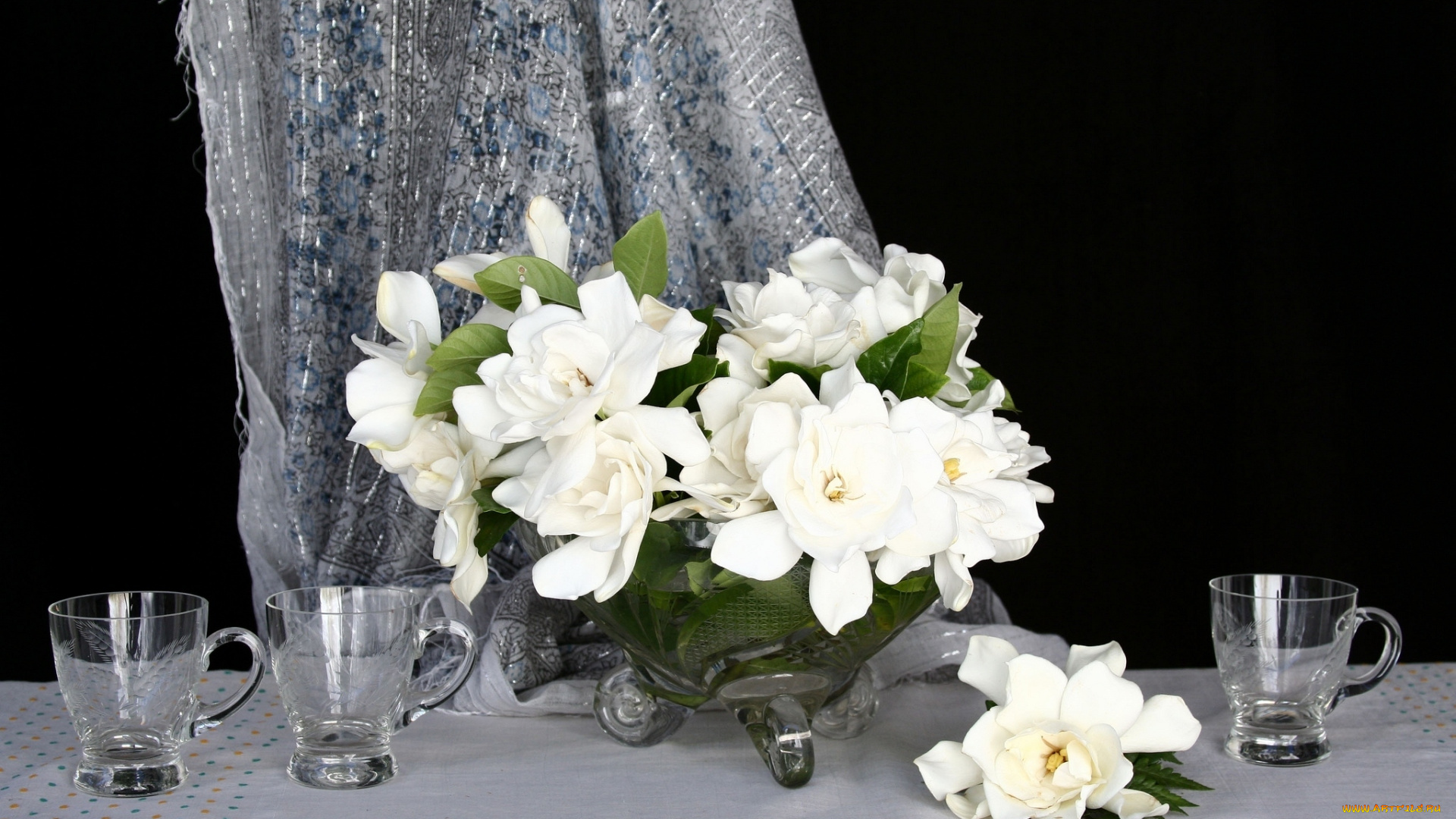 цветы, гардения, белый