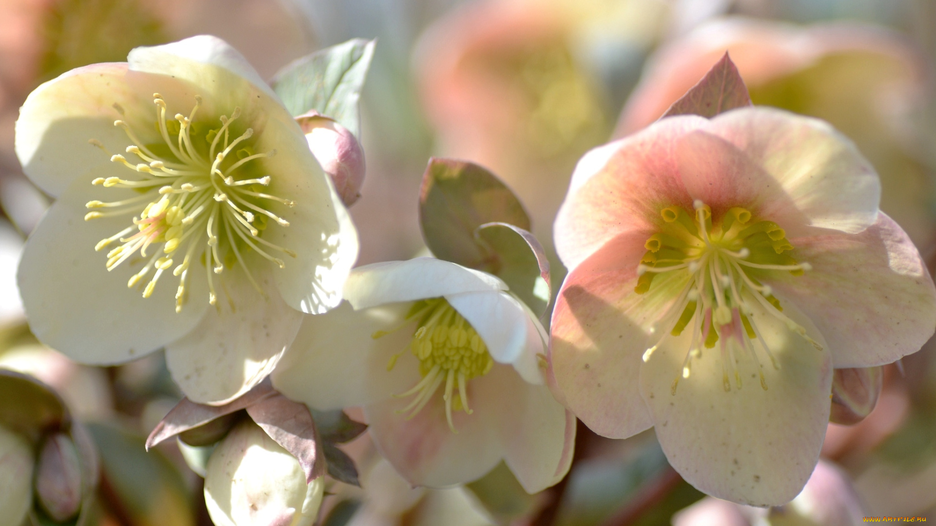 цветы, геллеборус, морозник, нежность