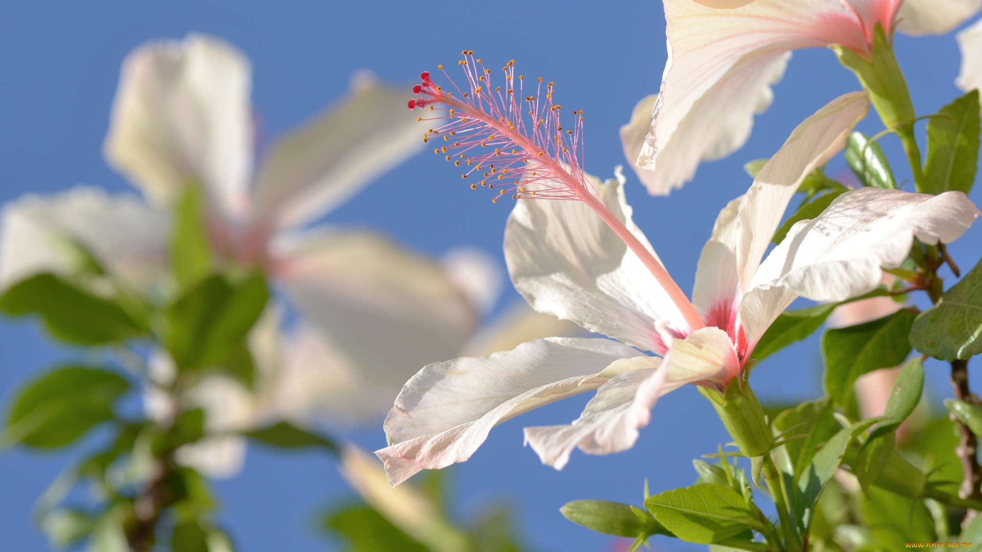 цветы, гибискусы, розовый, нежность