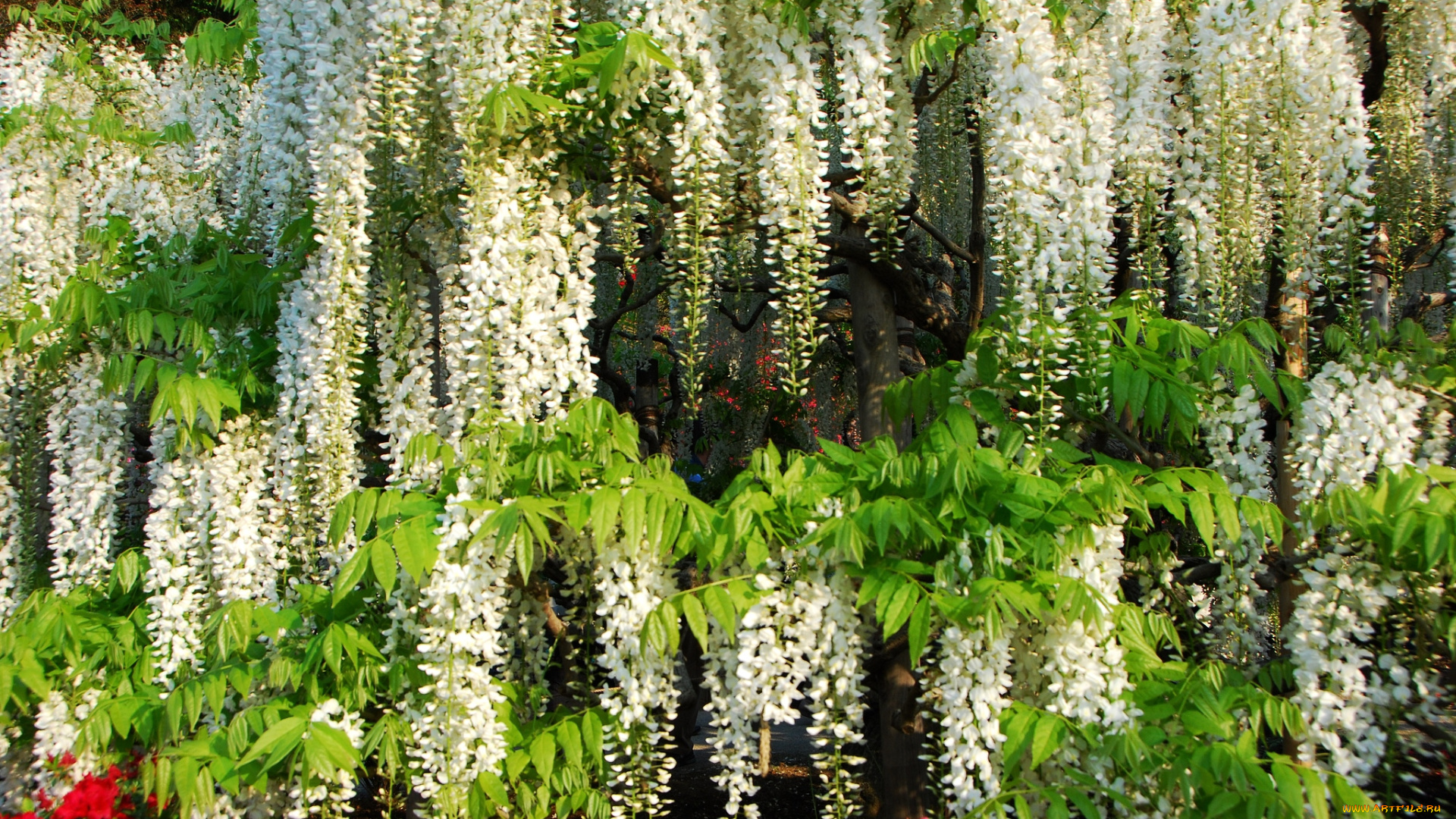 цветы, глициния, вистерия, белый