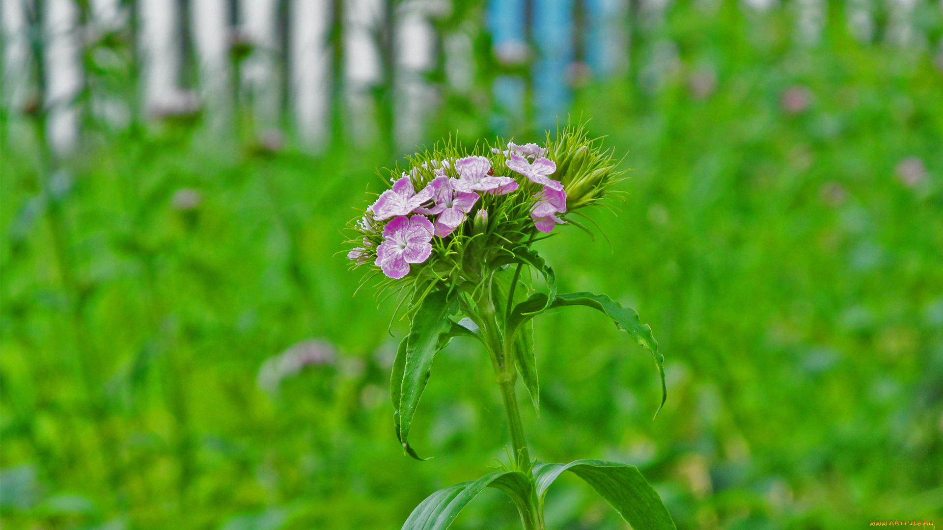 цветы, гвоздики