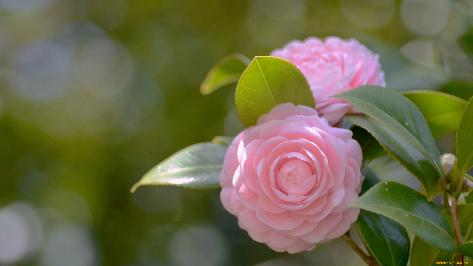 цветы, камелии, розовый