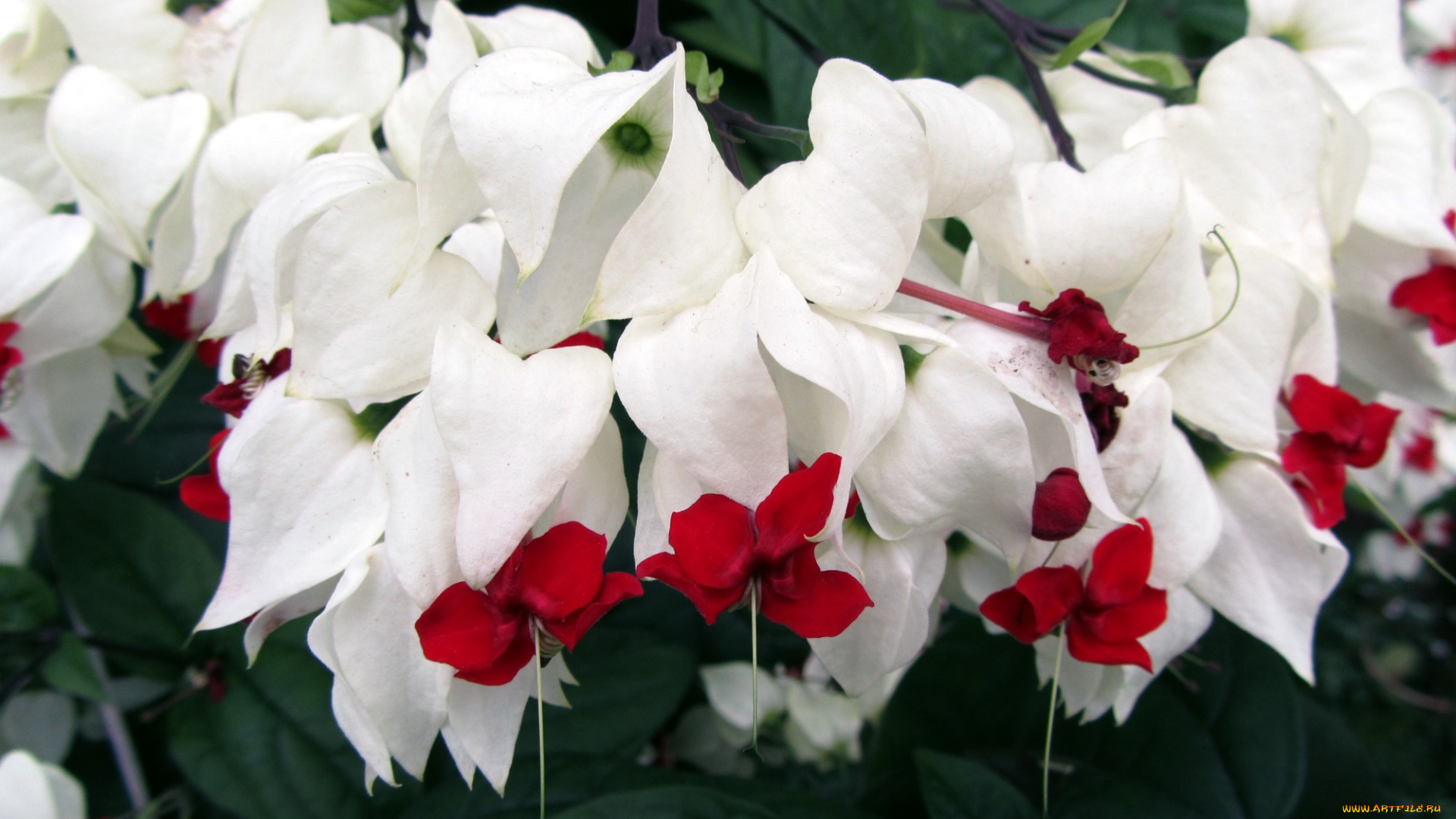 цветы, клеродендрумы, экзотика, белый