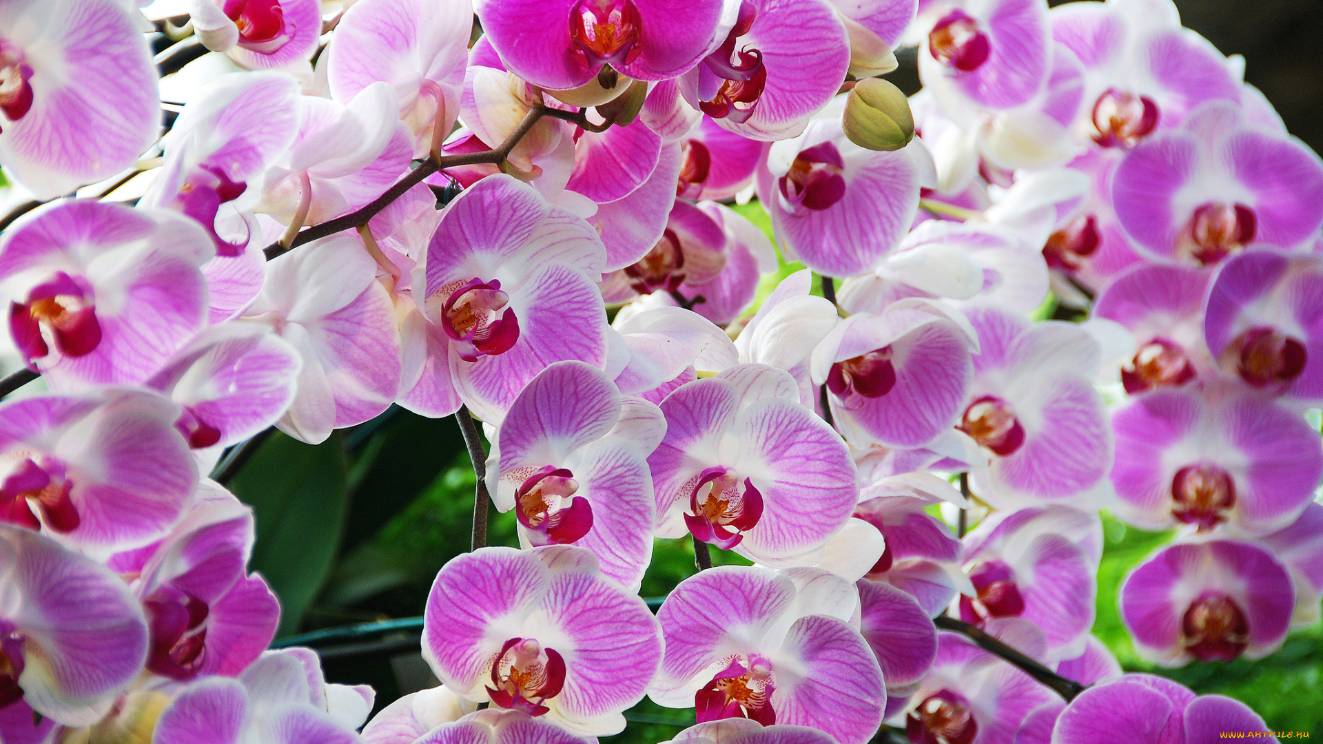 цветы, орхидеи, экзотика