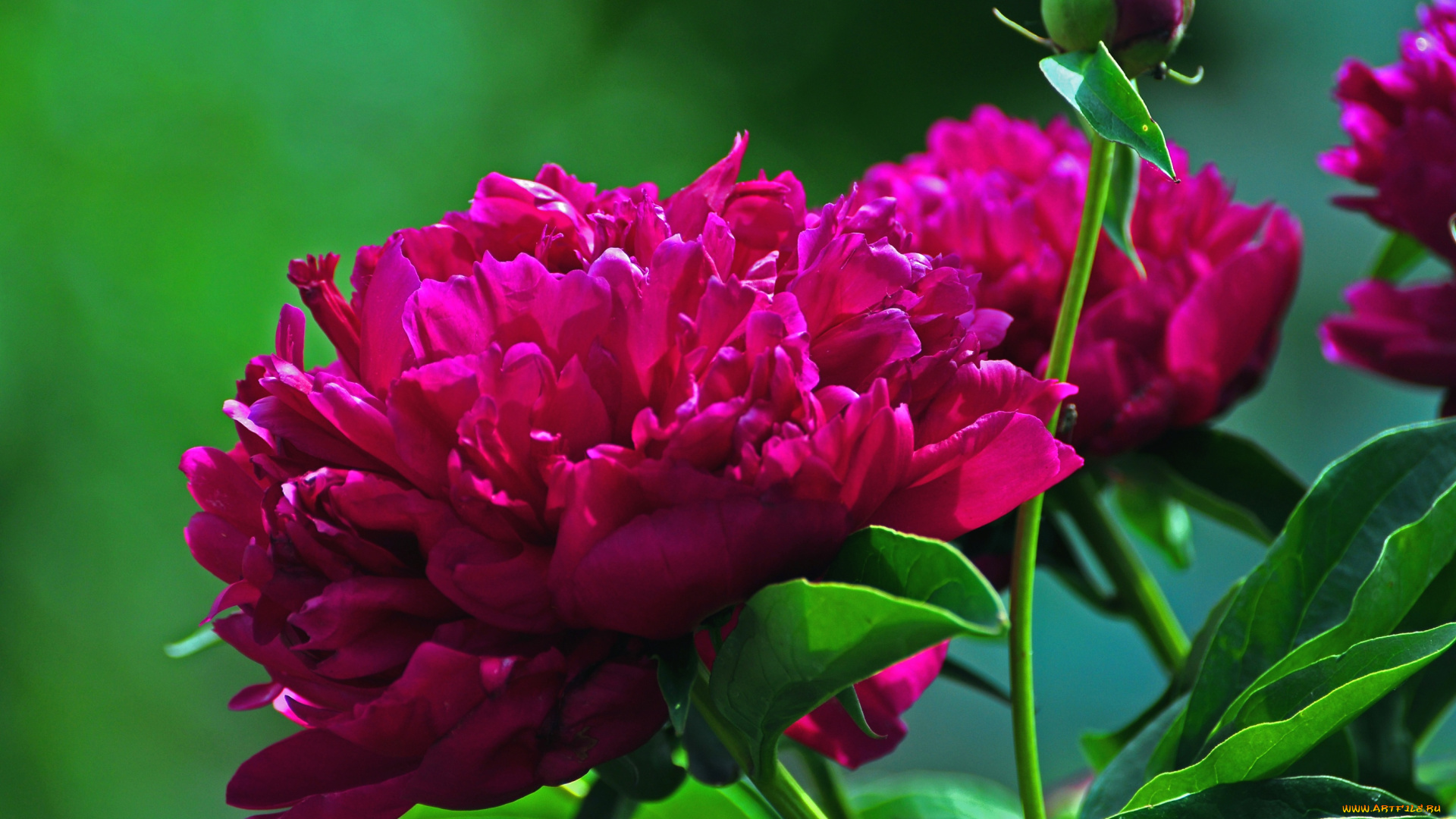 цветы, пионы, лиловый, бутон