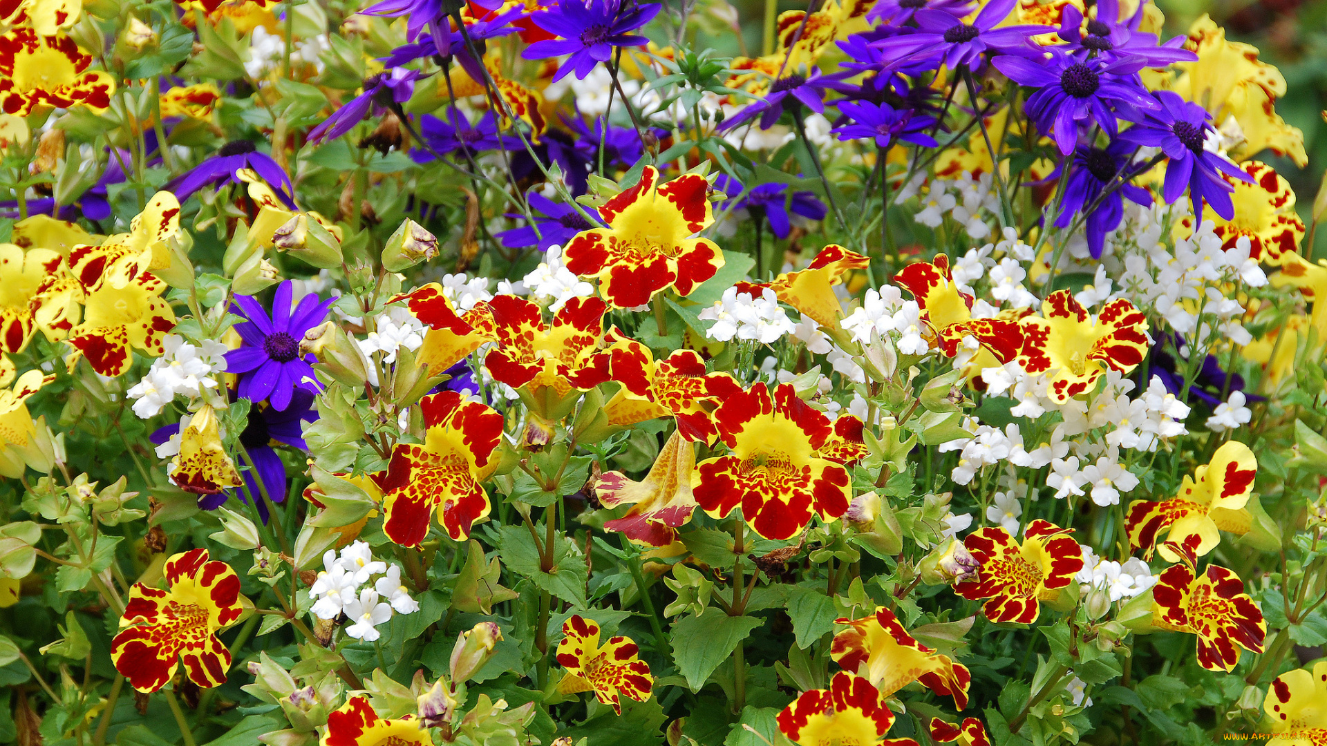 цветы, разные, вместе, клумба
