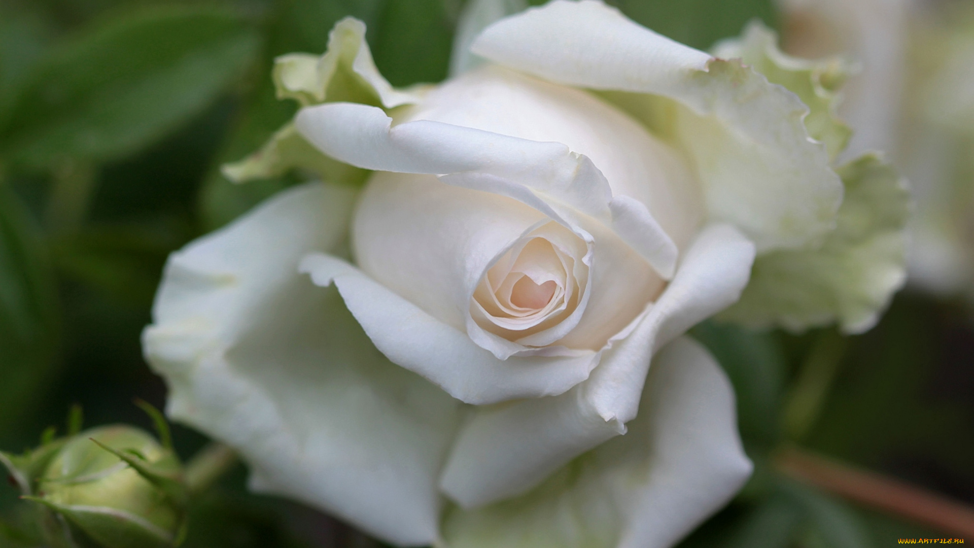 цветы, розы, белый, макро