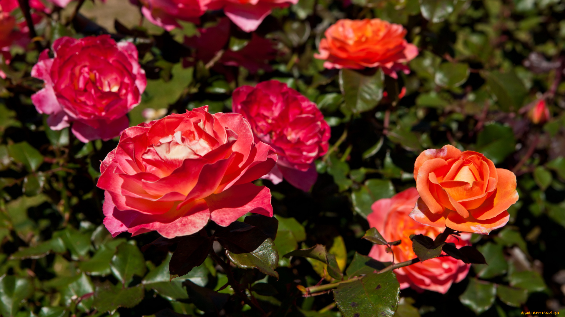 цветы, розы, куст