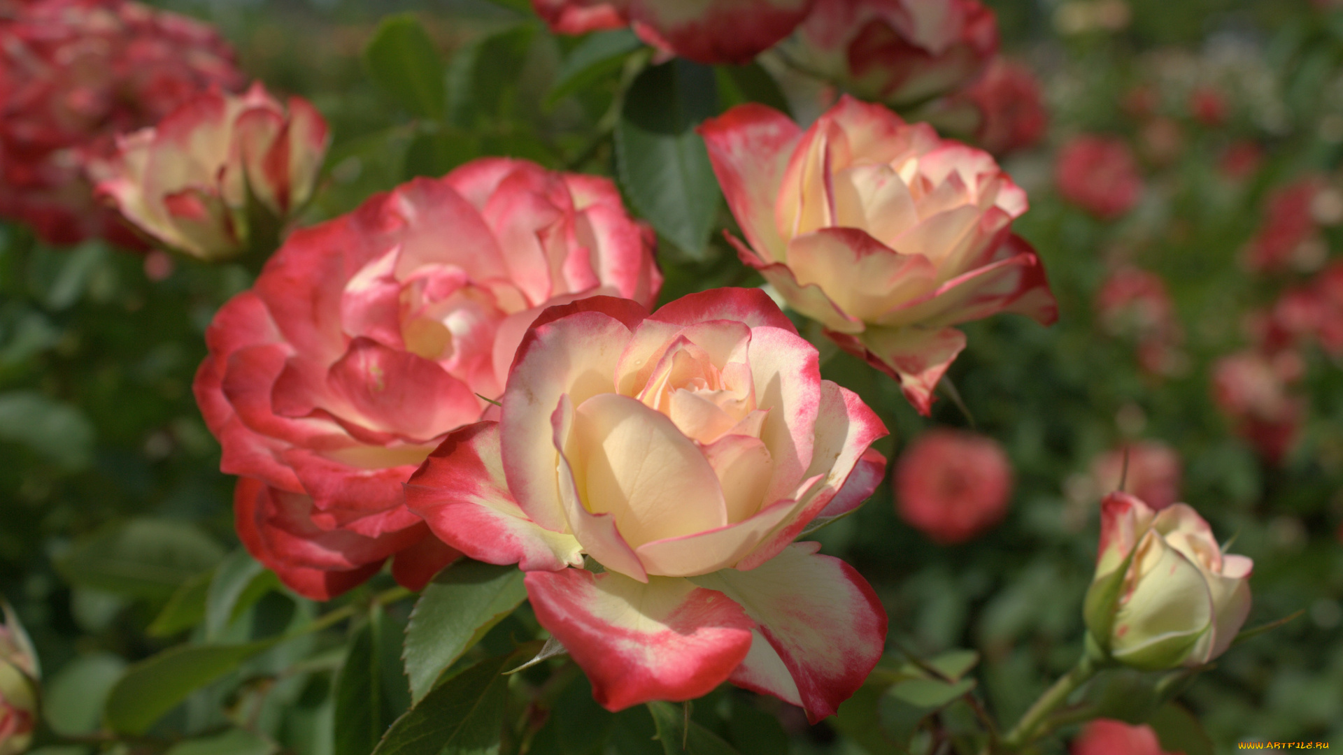 цветы, розы, куст, бутоны