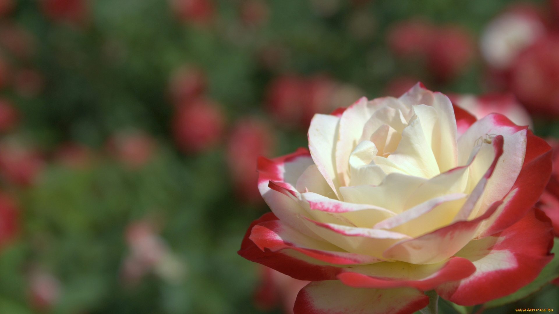 цветы, розы, макро, бутон