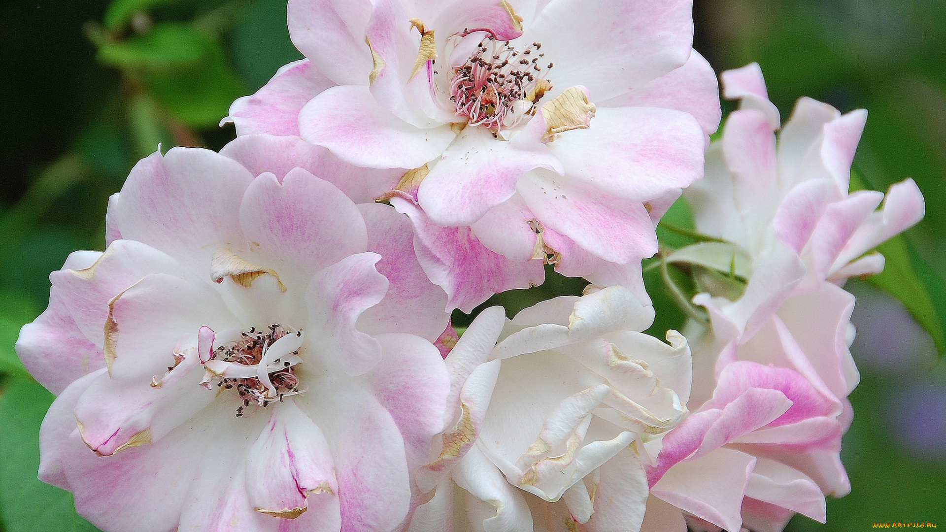 цветы, розы, макро, лепестки