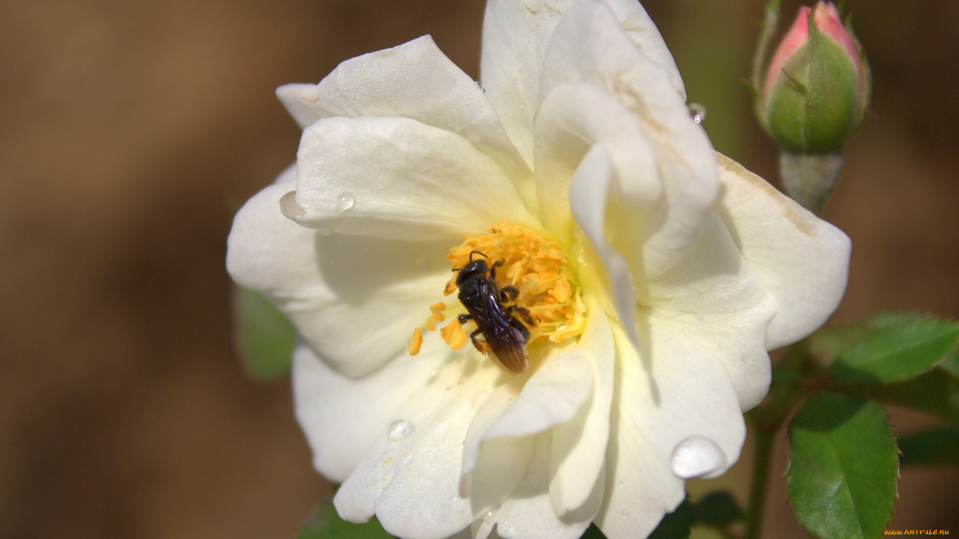 цветы, розы, пчела, макро, капли