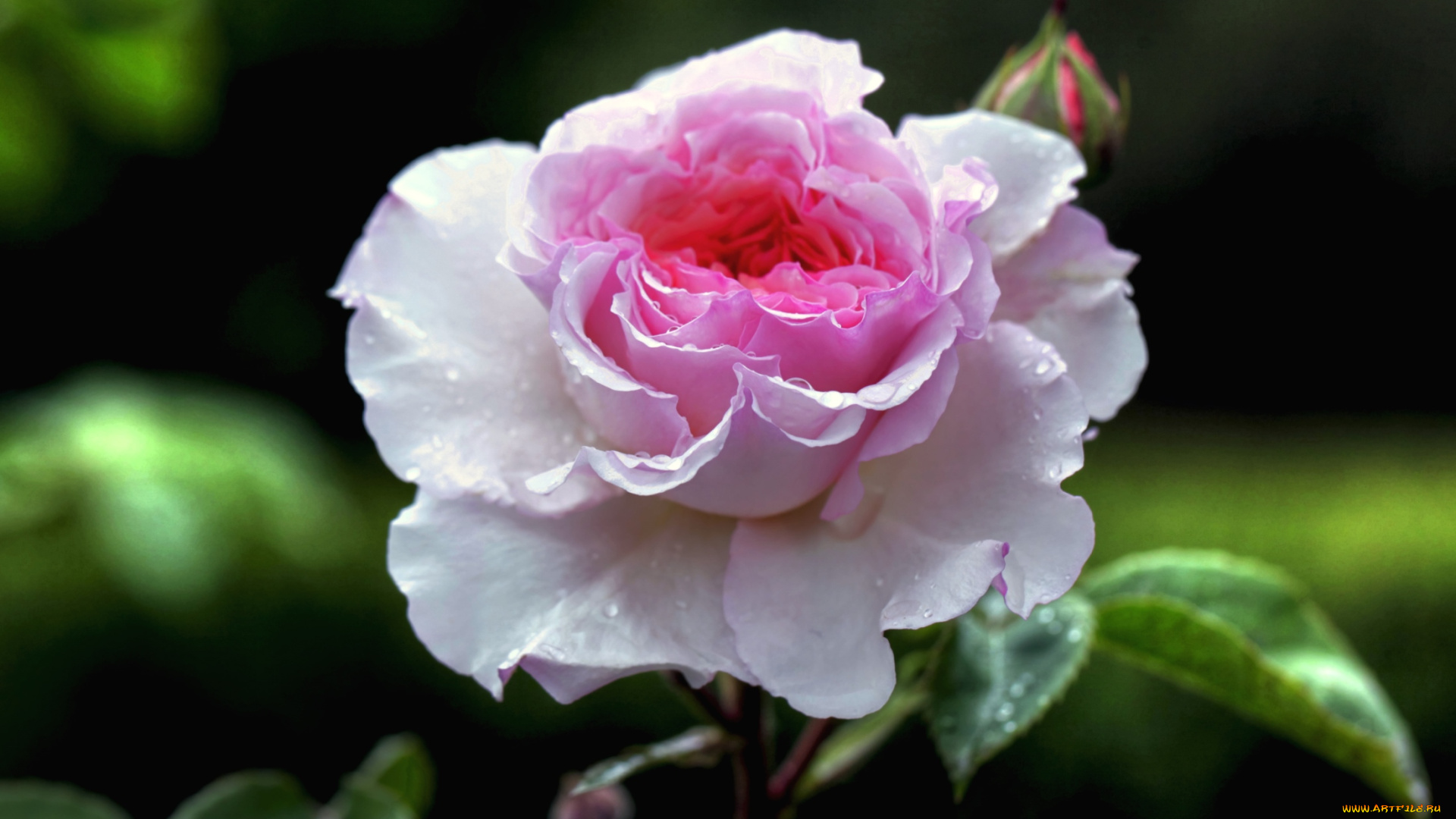 цветы, розы, розовый, бутон