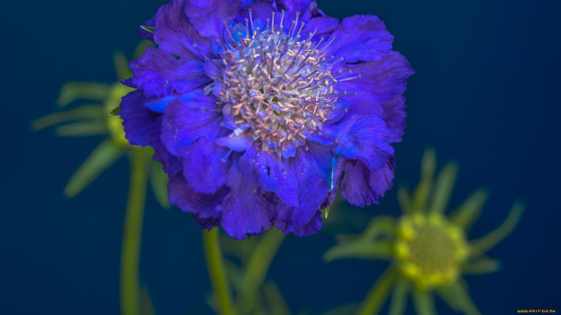 цветы, скабиоза, синий