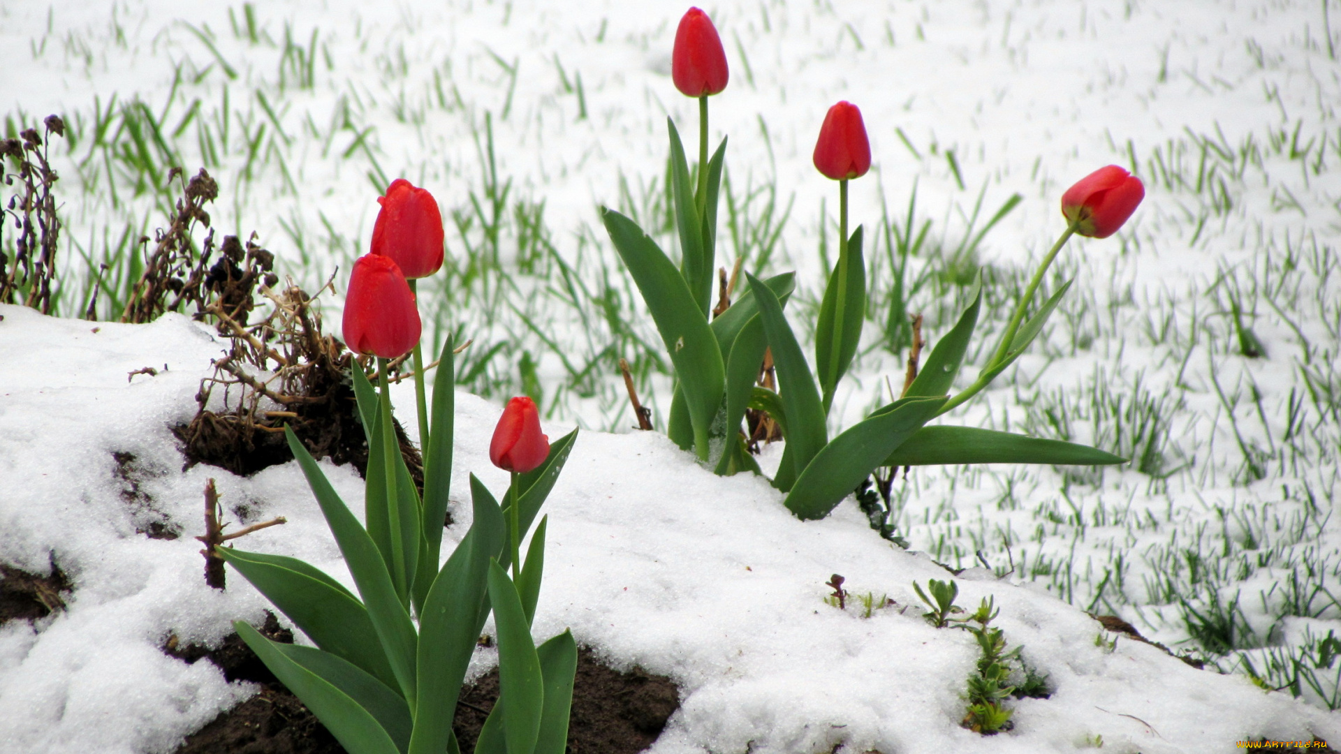 цветы, тюльпаны, cнег