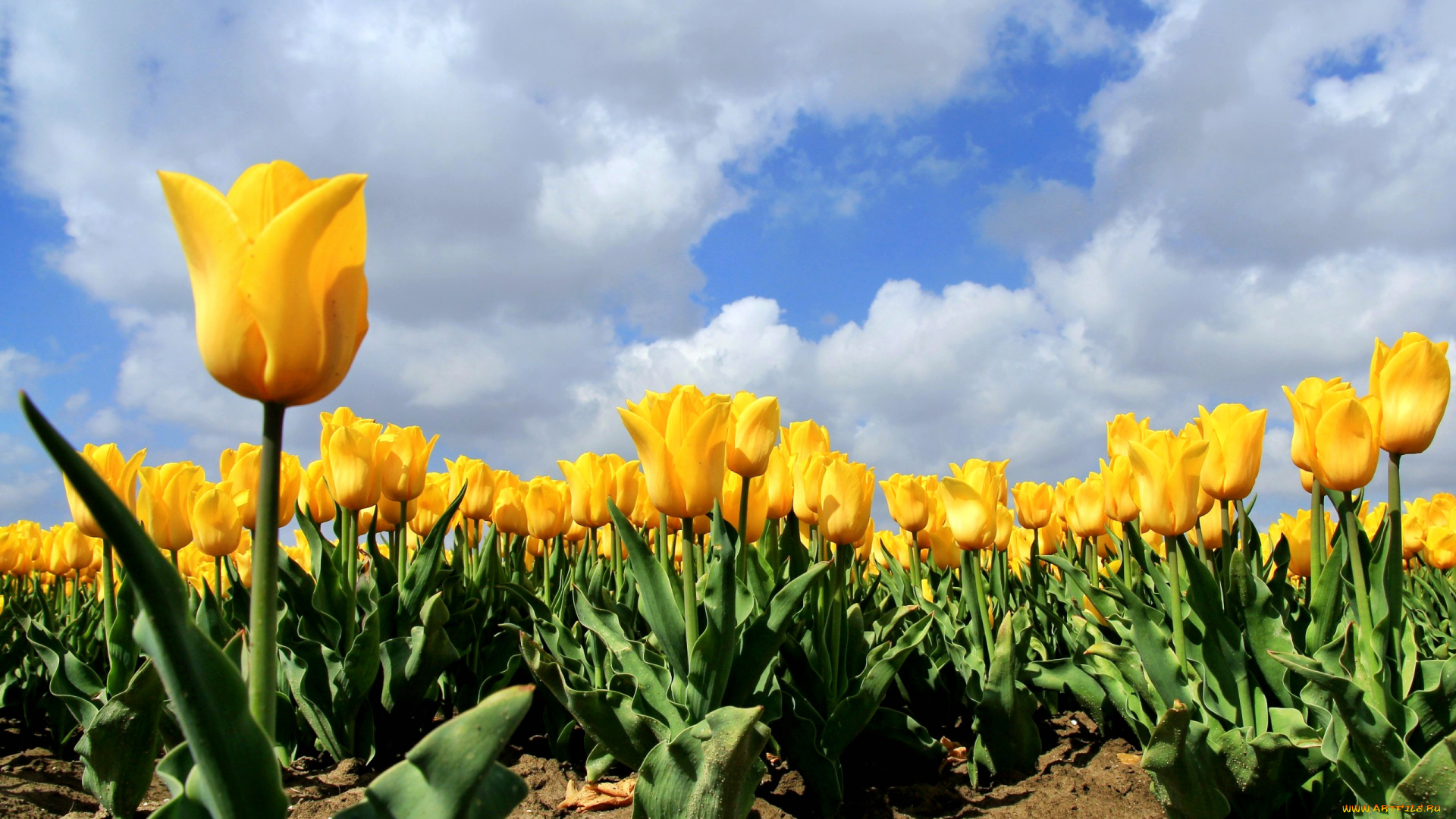 цветы, тюльпаны, поле, облака