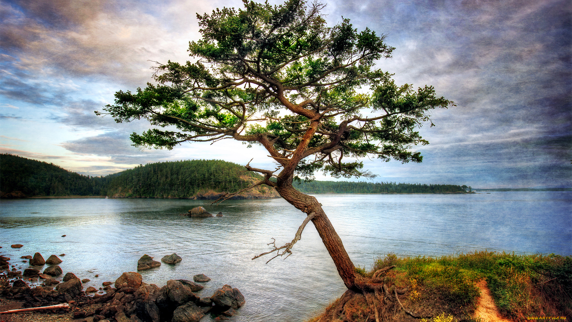 природа, деревья, дерево, берег, лес, камни, озеро